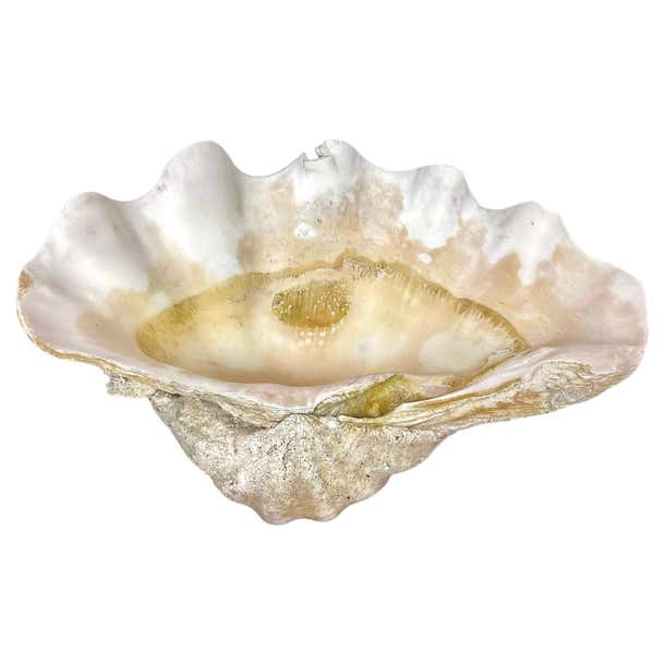 Natural Clam Shell For Sale at 1stDibs