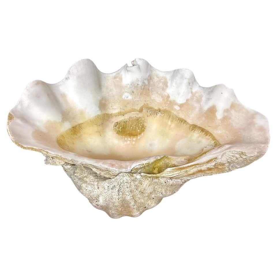 Vintage Stone And Shell Bird Bath For Sale at 1stDibs
