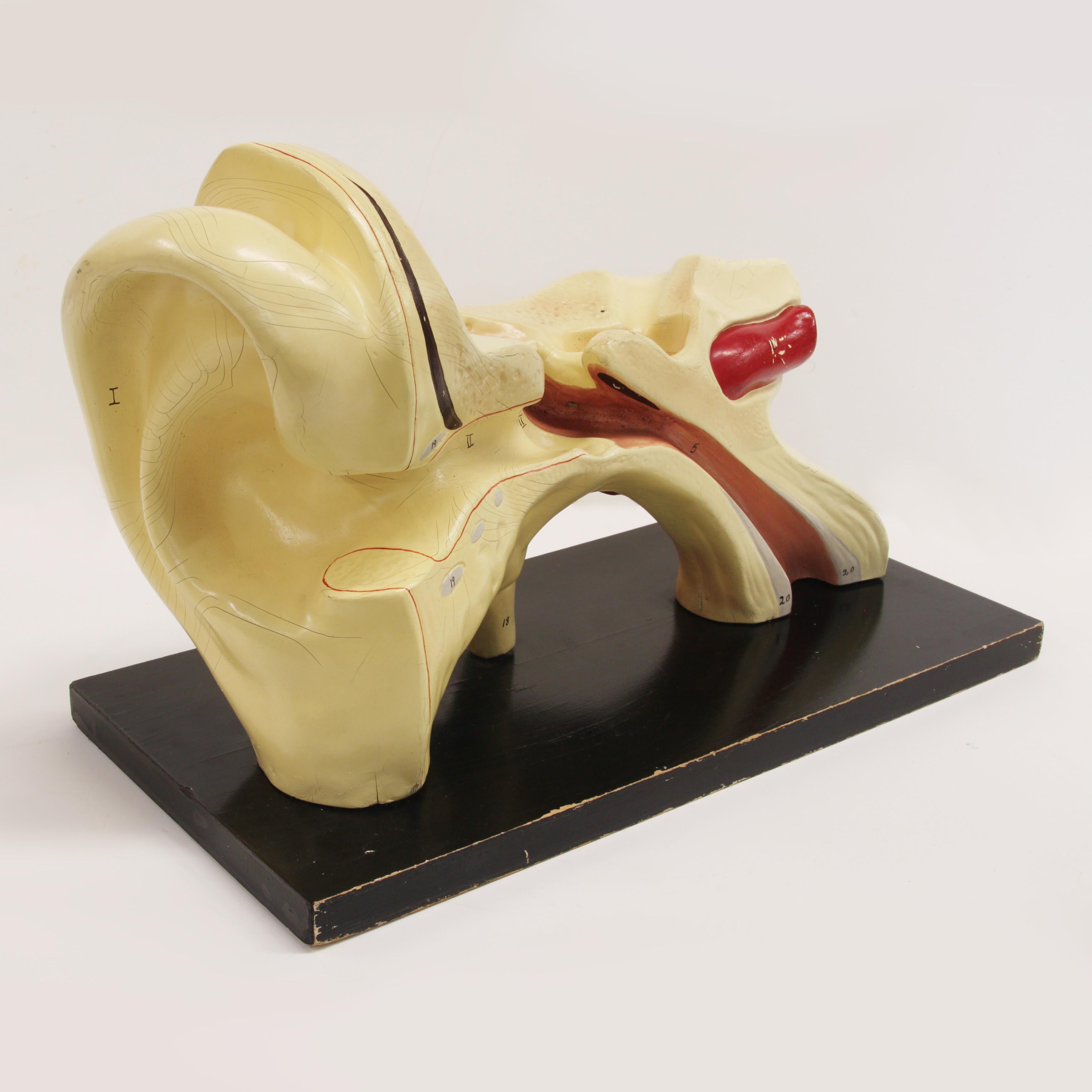 Large 1920's Vintage scientific anatomical human 3D ear model. Large 16