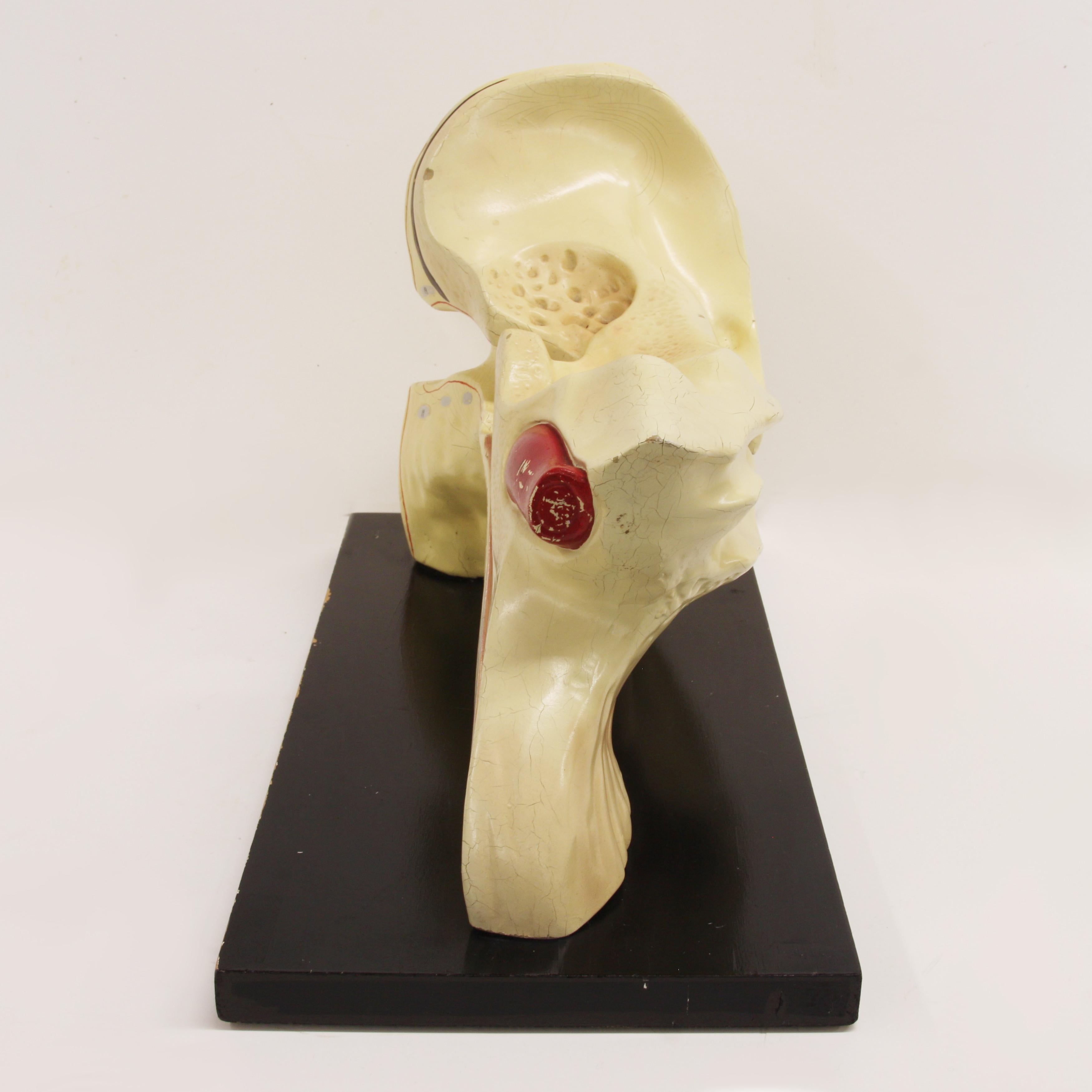 Large 1920's Vintage Scientific Anatomical Human 3D Educational Ear Model In Good Condition For Sale In Lafayette, IN