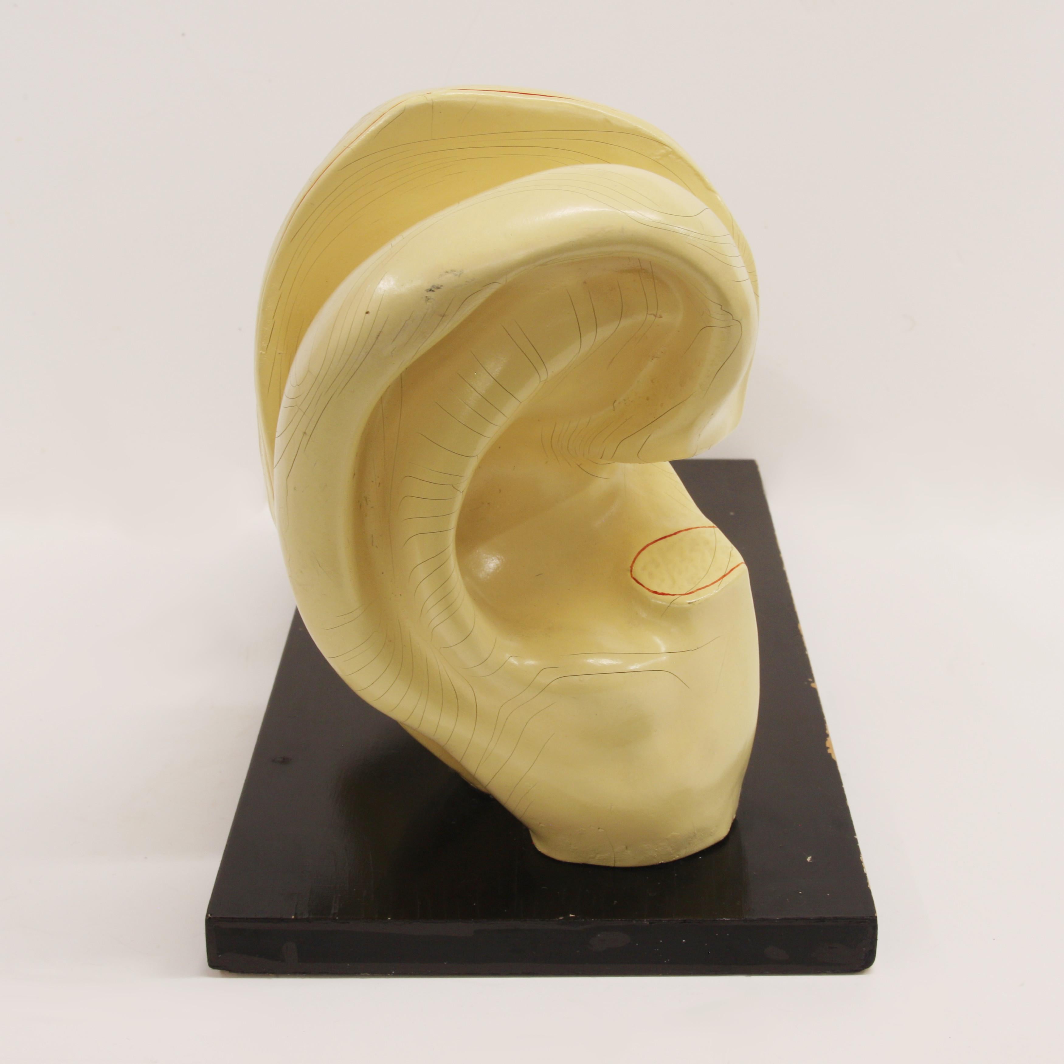 Rubber Large 1920's Vintage Scientific Anatomical Human 3D Educational Ear Model For Sale