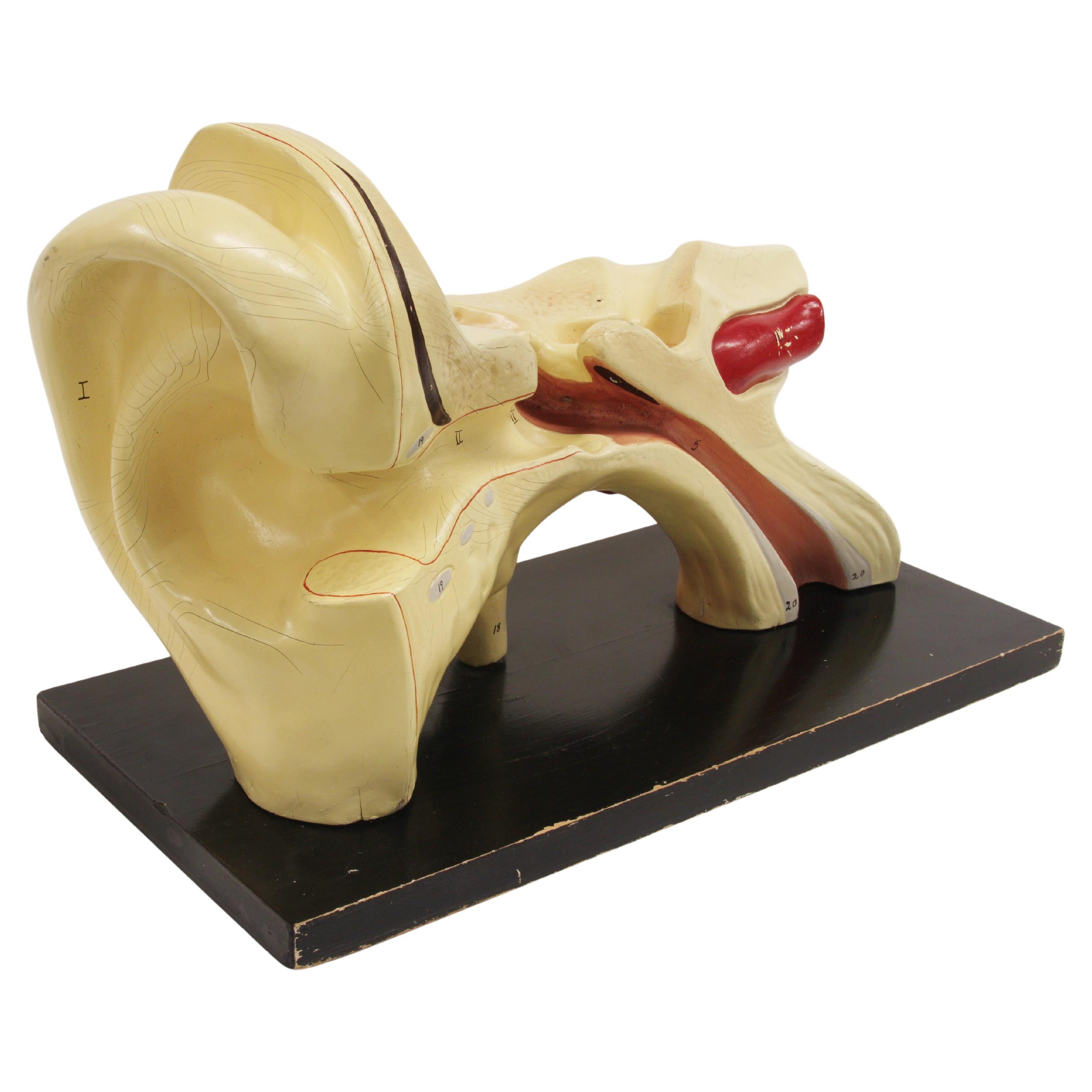 Large 1920's Vintage Scientific Anatomical Human 3D Educational Ear Model