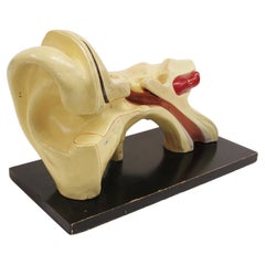 Large 1920's Vintage Scientific Anatomical Human 3D Educational Ear Model