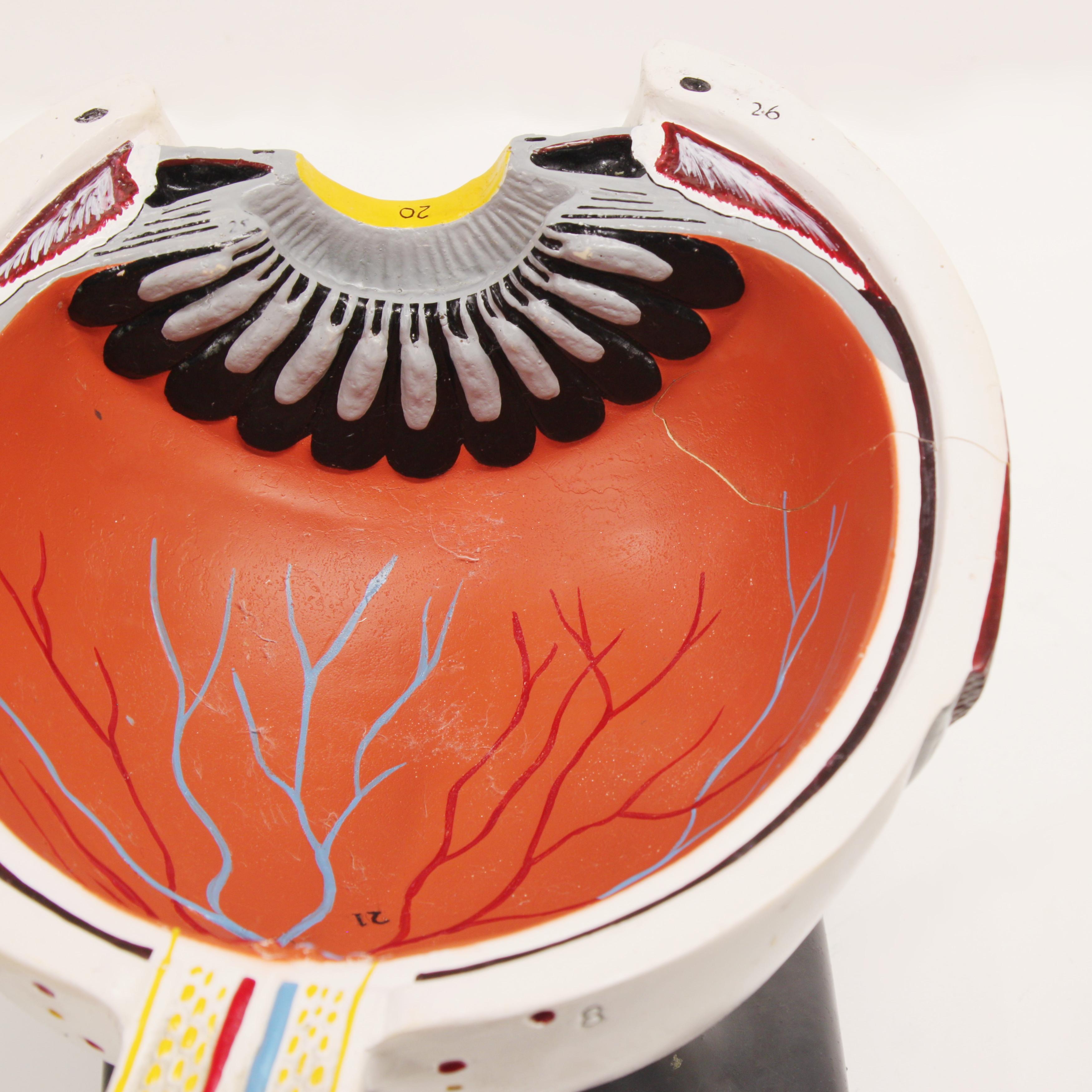 Large 1950s Vintage Scientific Anatomical Human 3D Educational Eye Eyeball Model For Sale 1