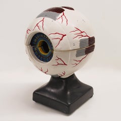 Großes wissenschaftliches Anatomisches menschliches 3D-Bildermodell, 1950er Jahre, Vintage