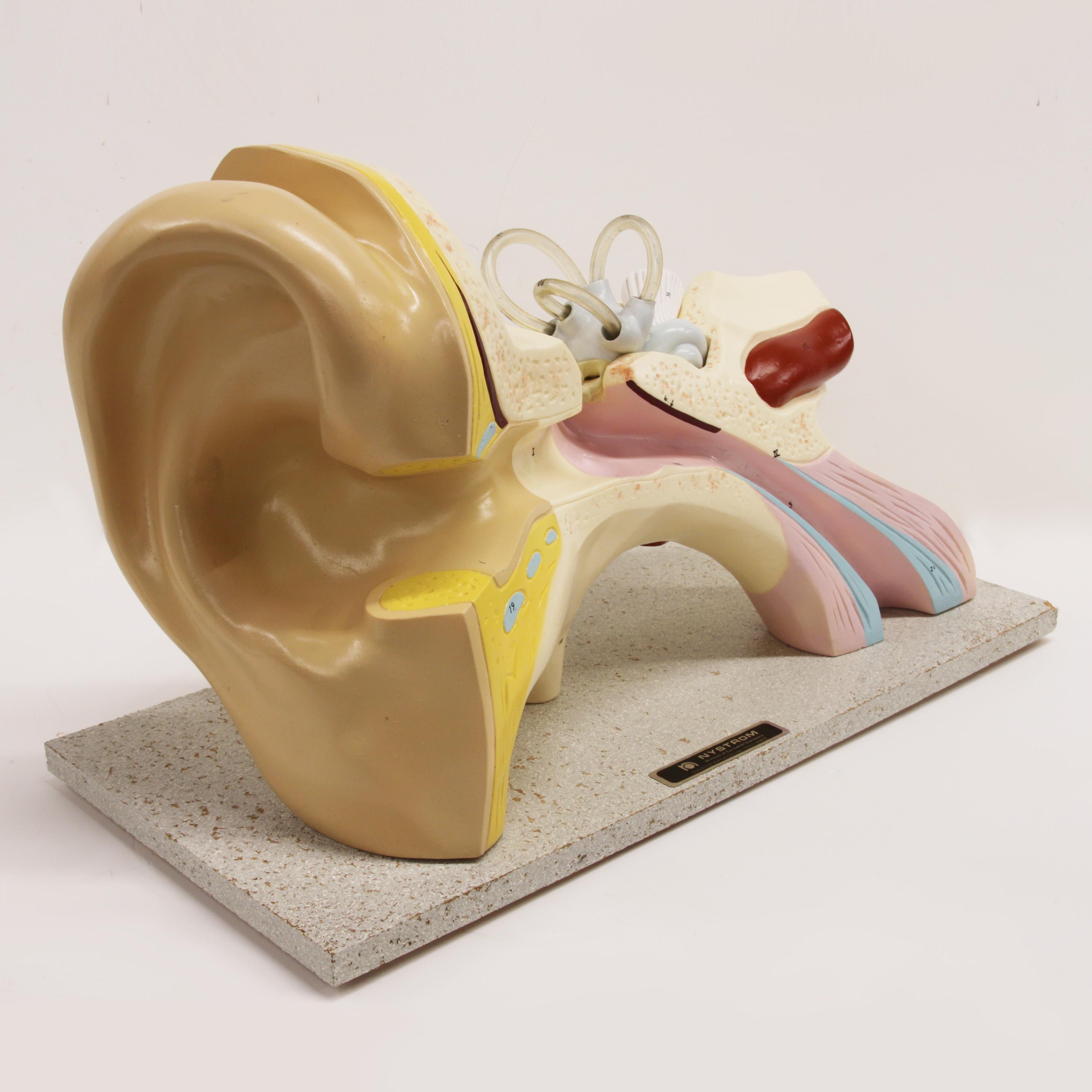 Grand modèle d'oreille 3D humain anatomique scientifique vintage des années 1960. Fabriqué par la Nystrom Co. de Chicago, Illinois. Grande échelle de 17