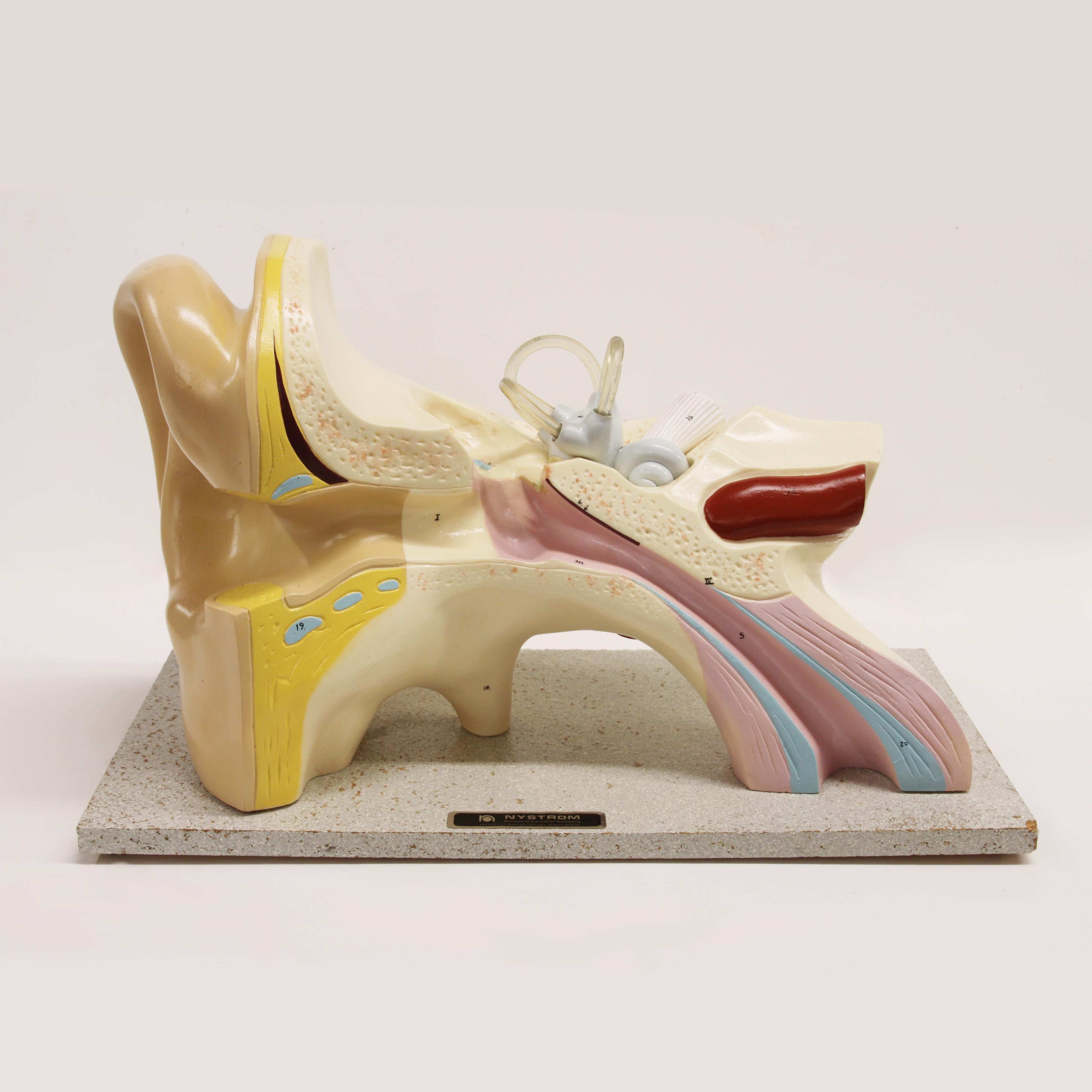 Américain Grand modèle d'oreille vintage en 3D d'homme anatomique scientifique des années 1960 en vente