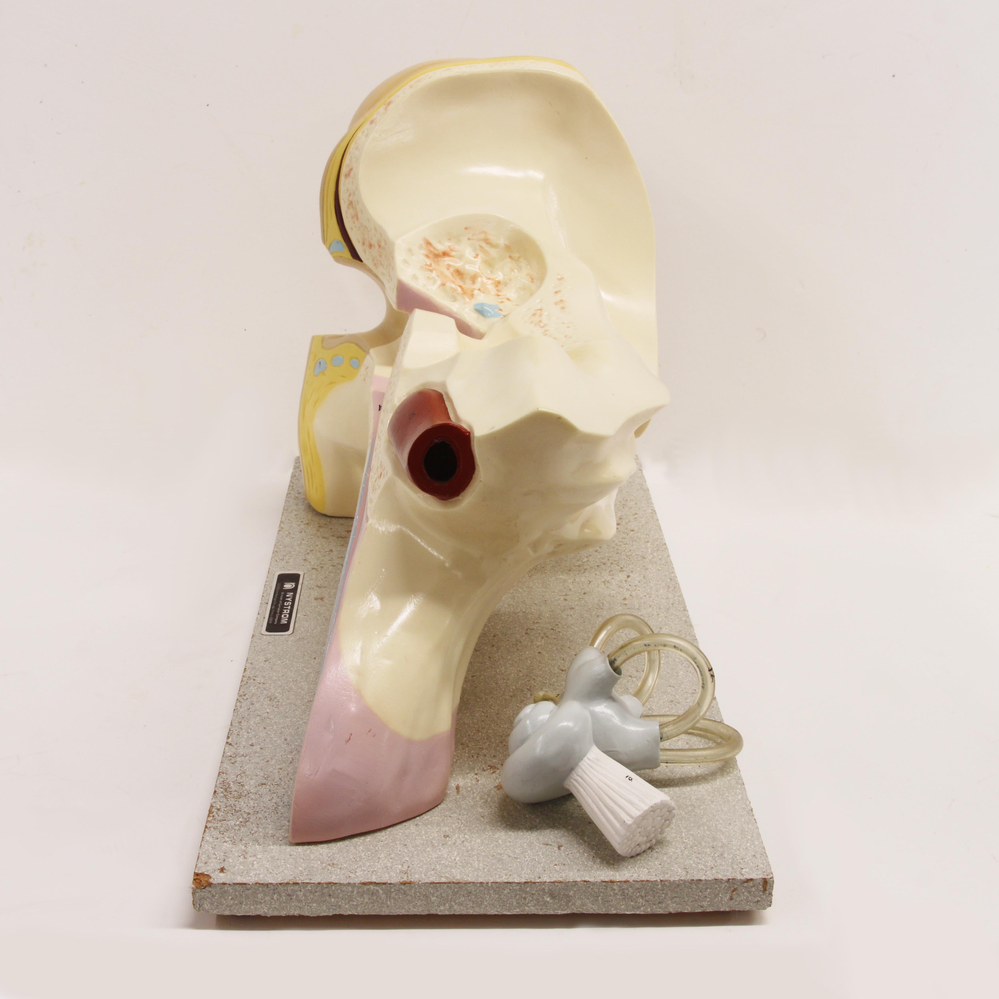 Grand modèle d'oreille vintage en 3D d'homme anatomique scientifique des années 1960 Bon état - En vente à Lafayette, IN