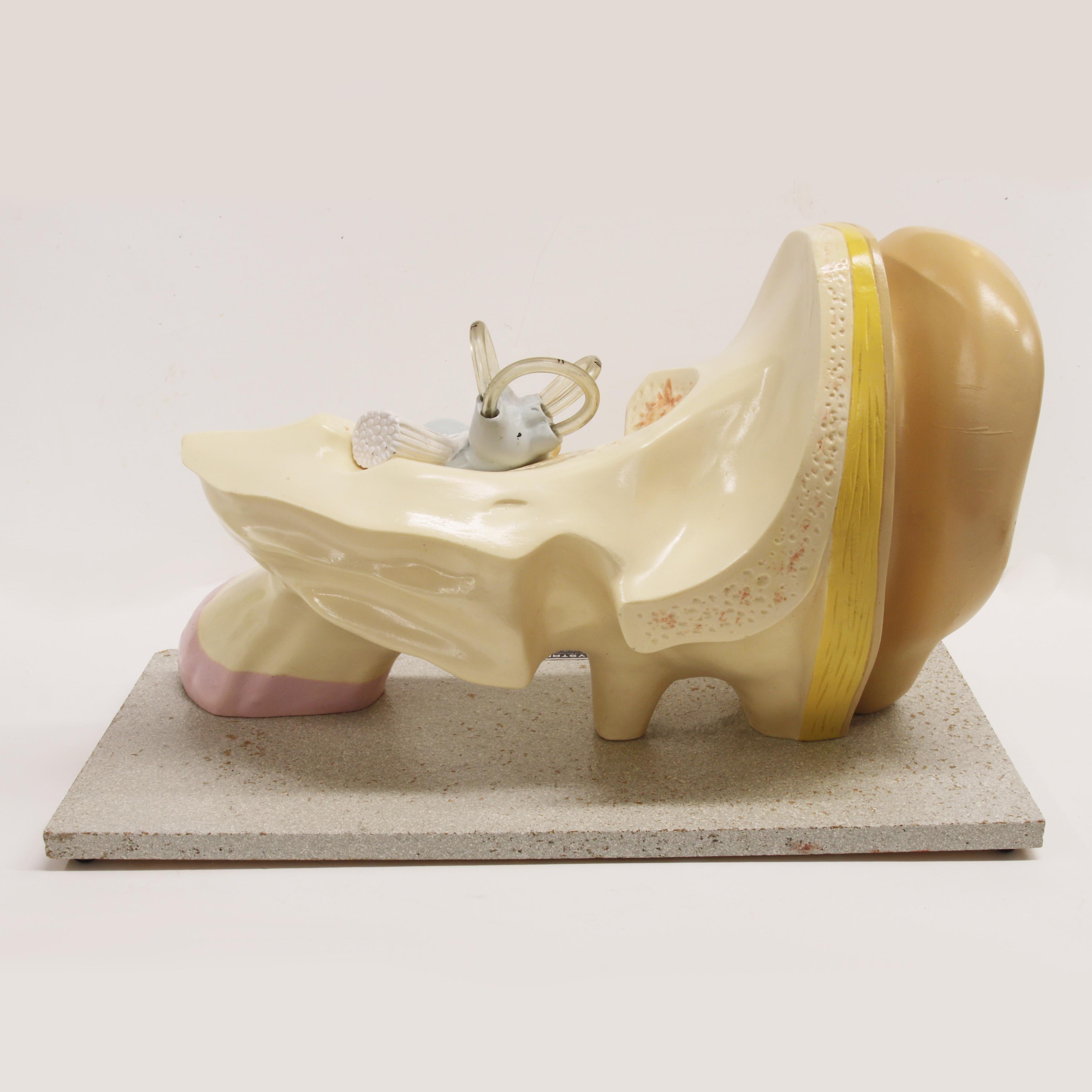 Milieu du XXe siècle Grand modèle d'oreille vintage en 3D d'homme anatomique scientifique des années 1960 en vente
