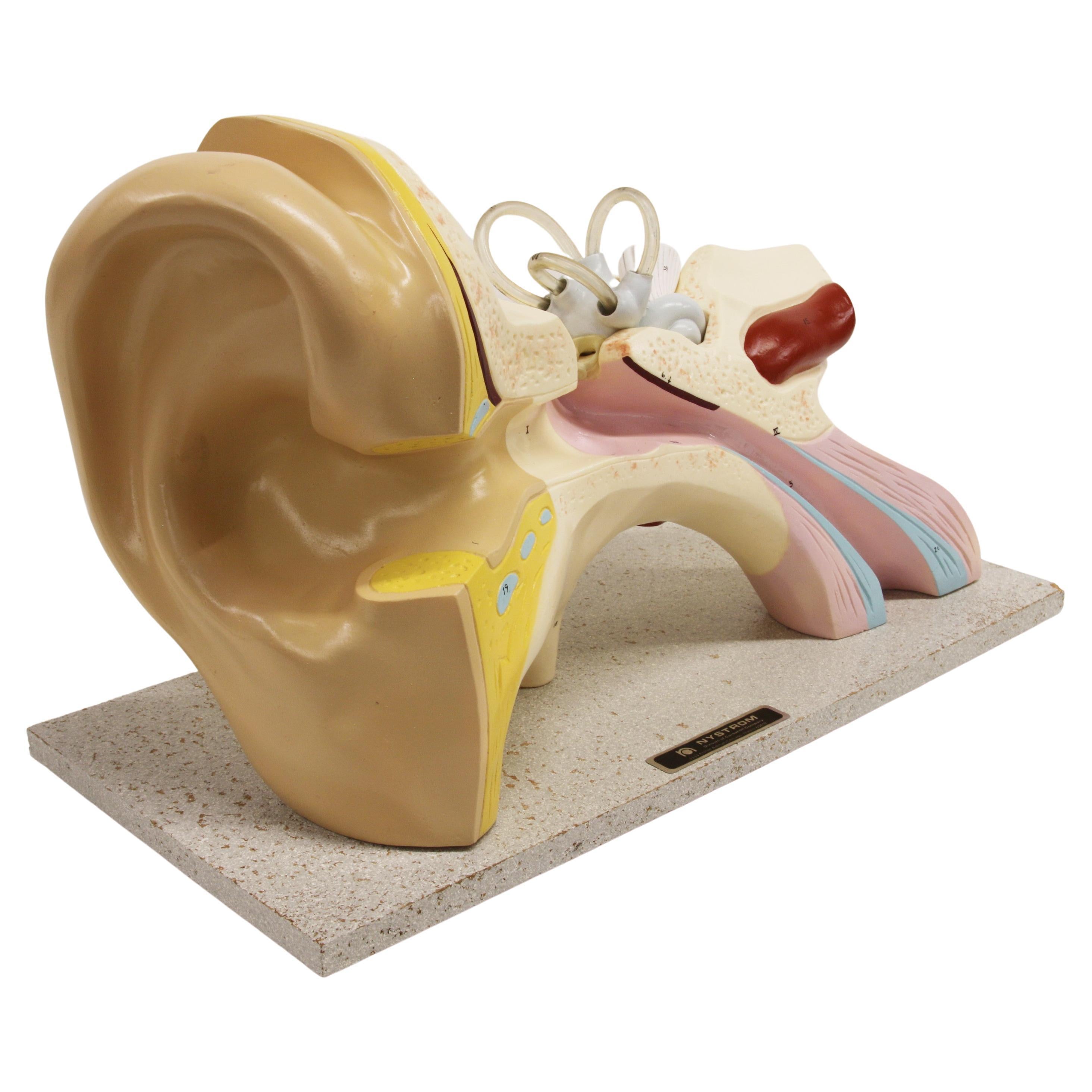 Large 1960's Vintage Scientific Anatomical Human 3D Ear Model