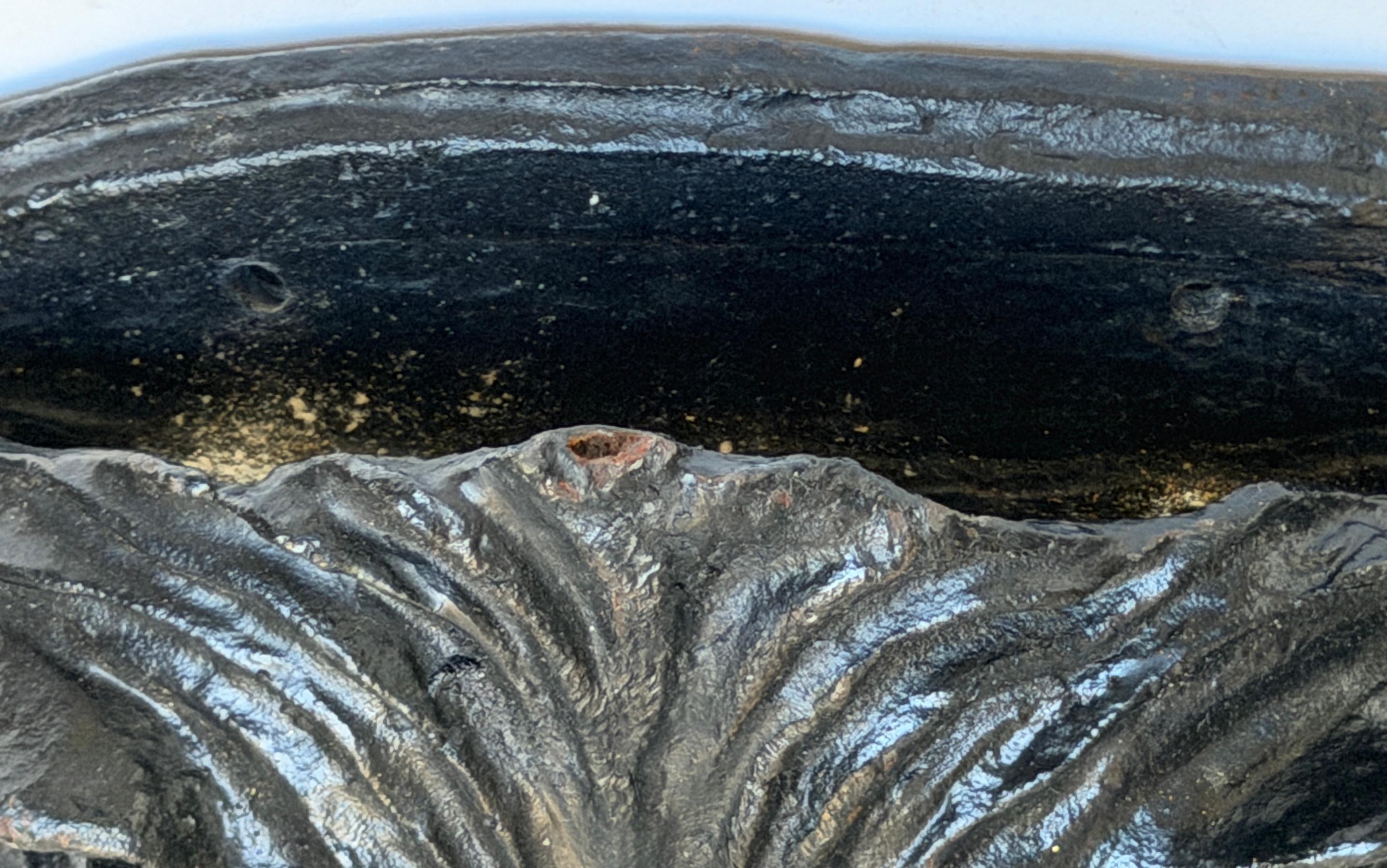 Large 19th C. American Cast-Iron Lion Shield Medallion, Architectural Ornament For Sale 10