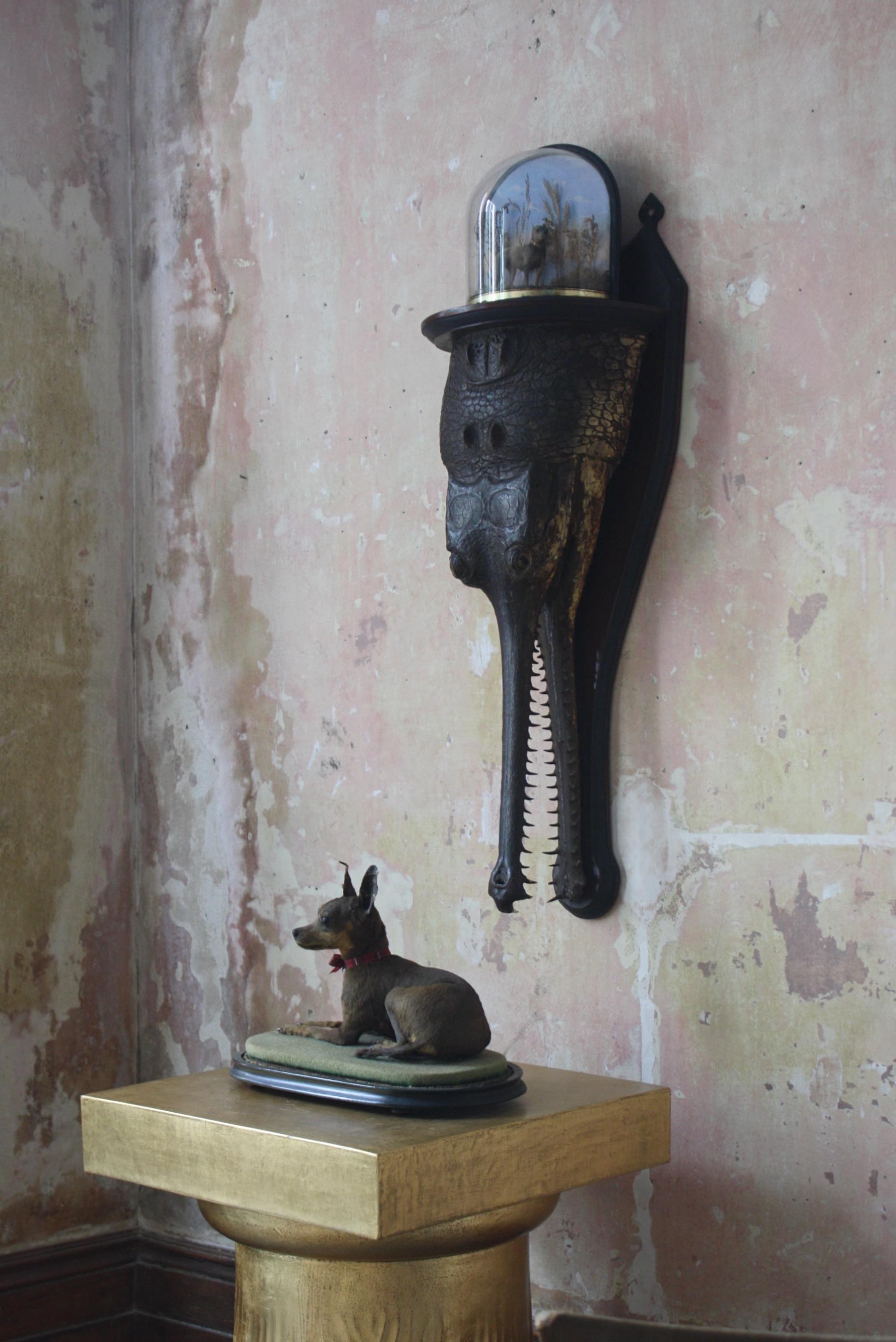 A late 19th to early 20th century taxidermy head study of a juvenile gharial or gavial crocodile (Gavialis Gangeticus) with inset glass eyes, mounted to a shield backed bracket shelf.

Provenance - Taken by the previous owner's grandfather when he