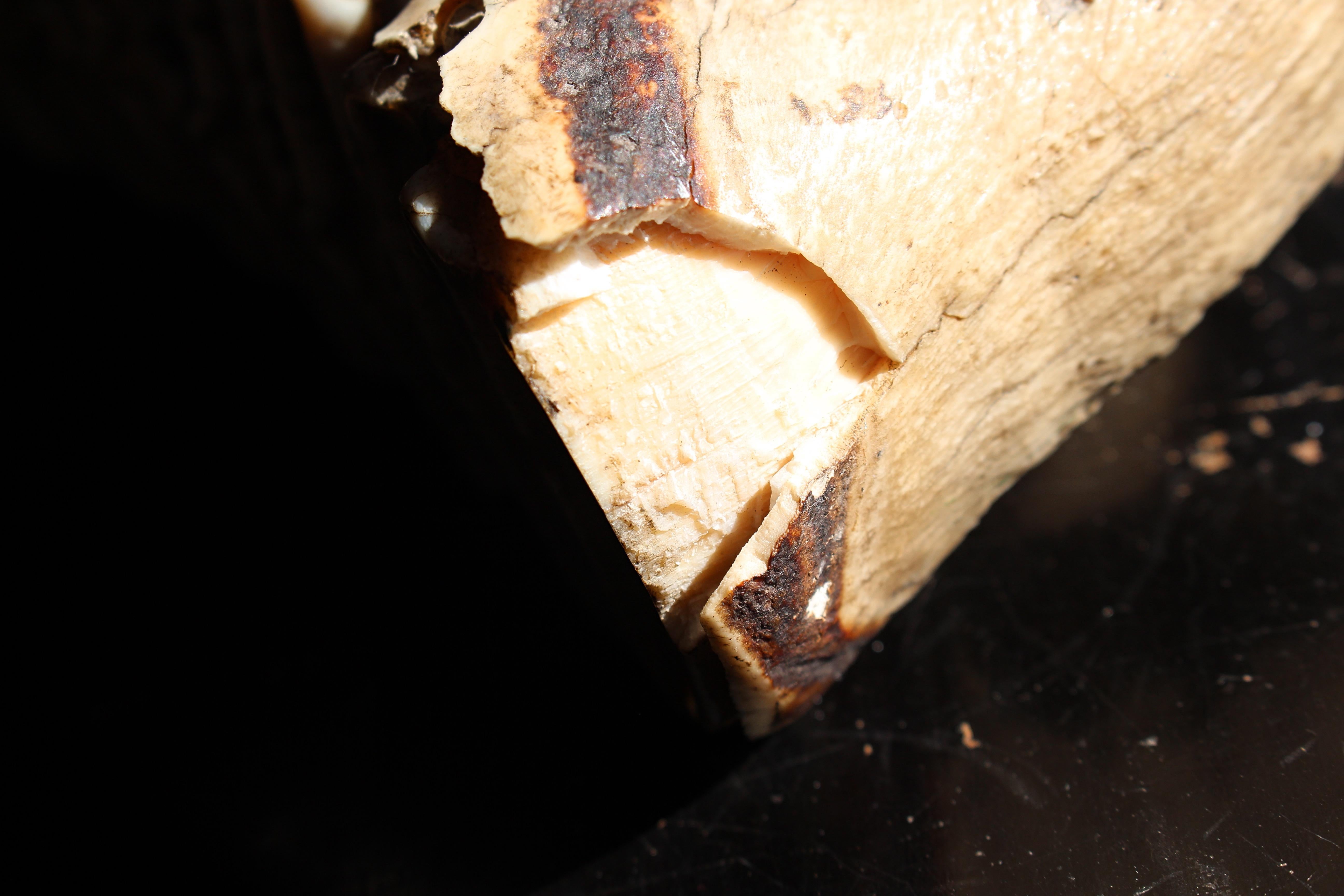 Grande mammut lanoso del 19° secolo Mammuthus Primigenius Specimen molare tassidermico in vendita 4