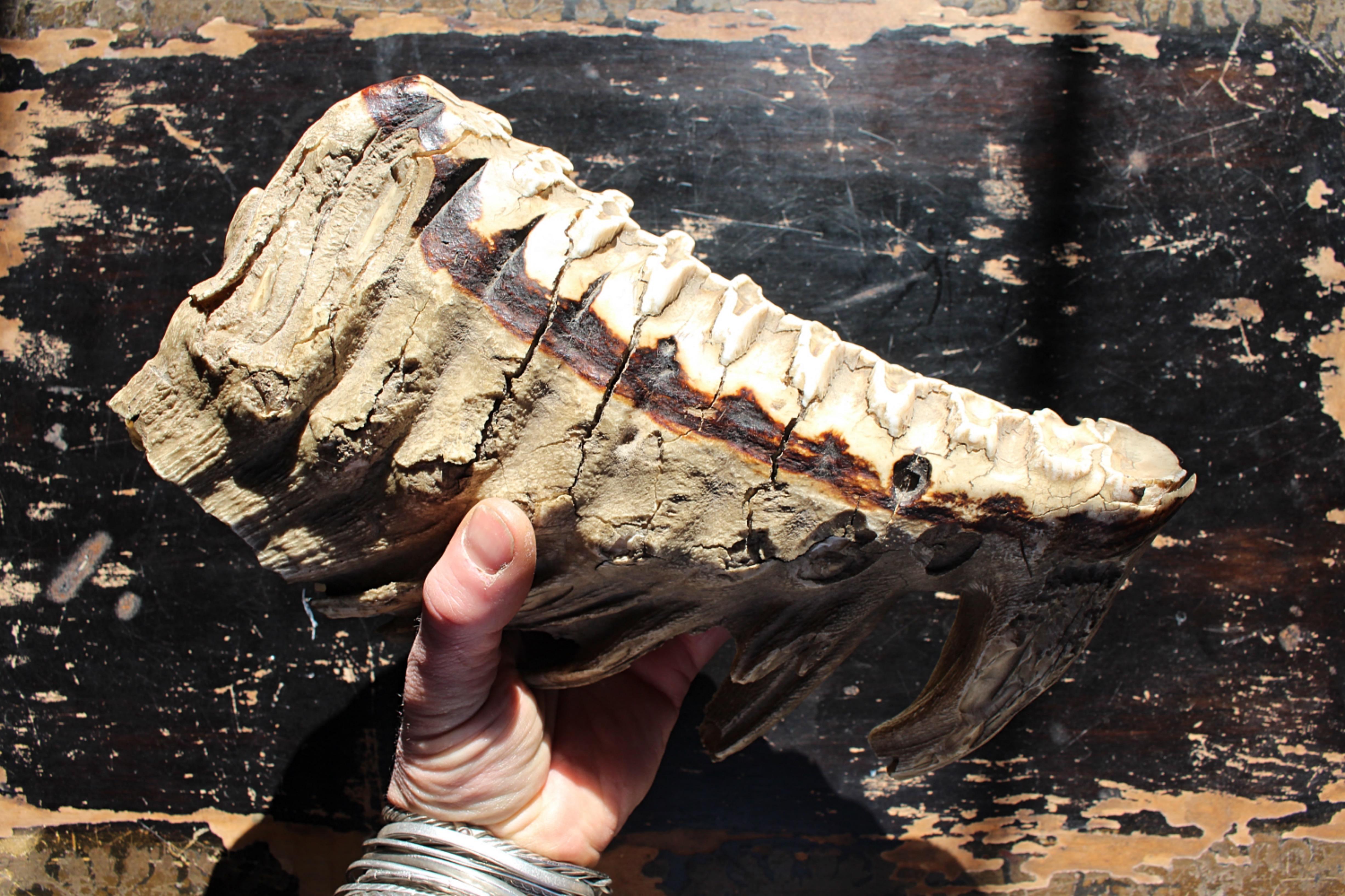 Grande mammut lanoso del 19° secolo Mammuthus Primigenius Specimen molare tassidermico in vendita 5