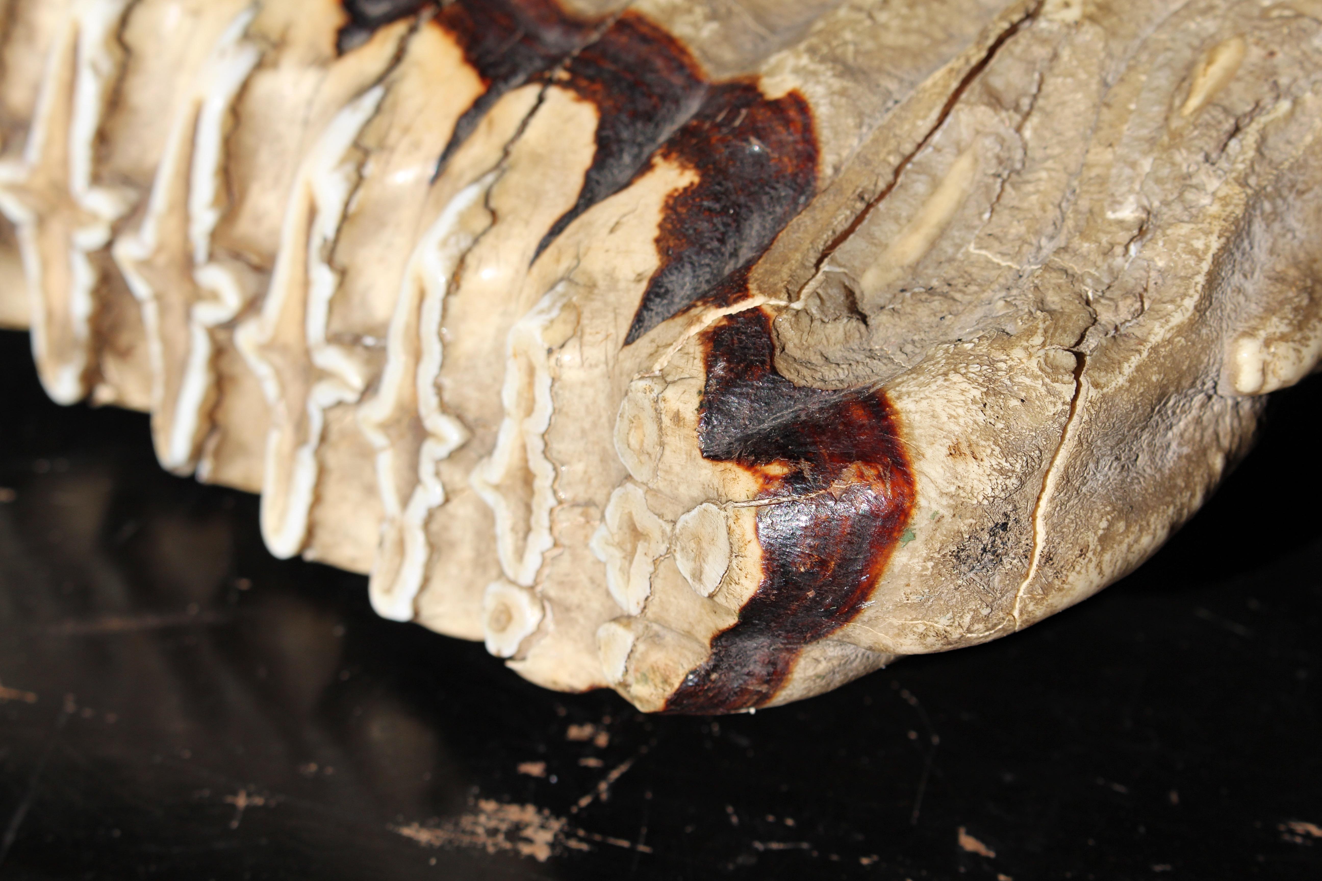 Grande mammut lanoso del 19° secolo Mammuthus Primigenius Specimen molare tassidermico In condizioni buone in vendita a Lowestoft, GB