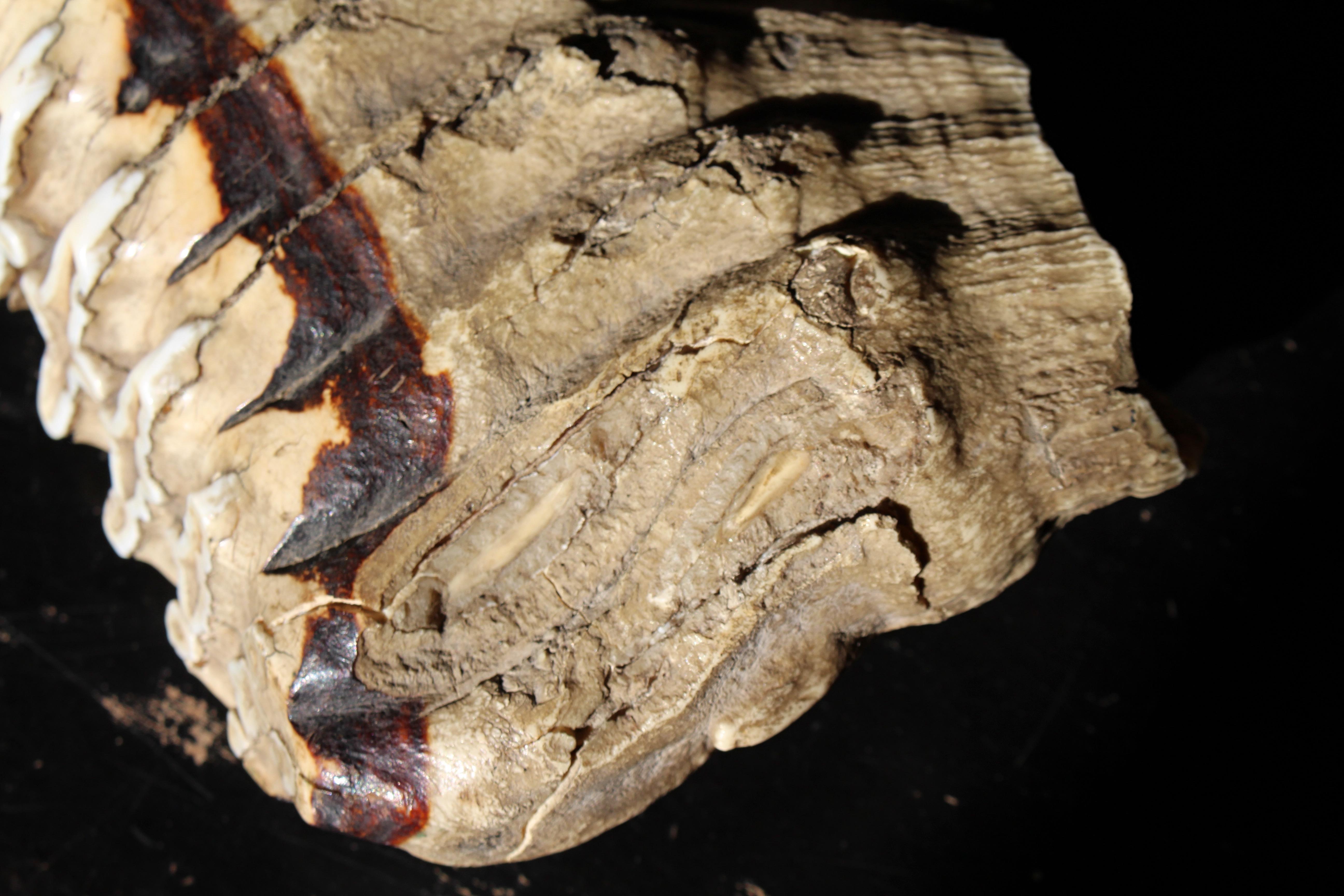 Fibra naturale Grande mammut lanoso del 19° secolo Mammuthus Primigenius Specimen molare tassidermico in vendita