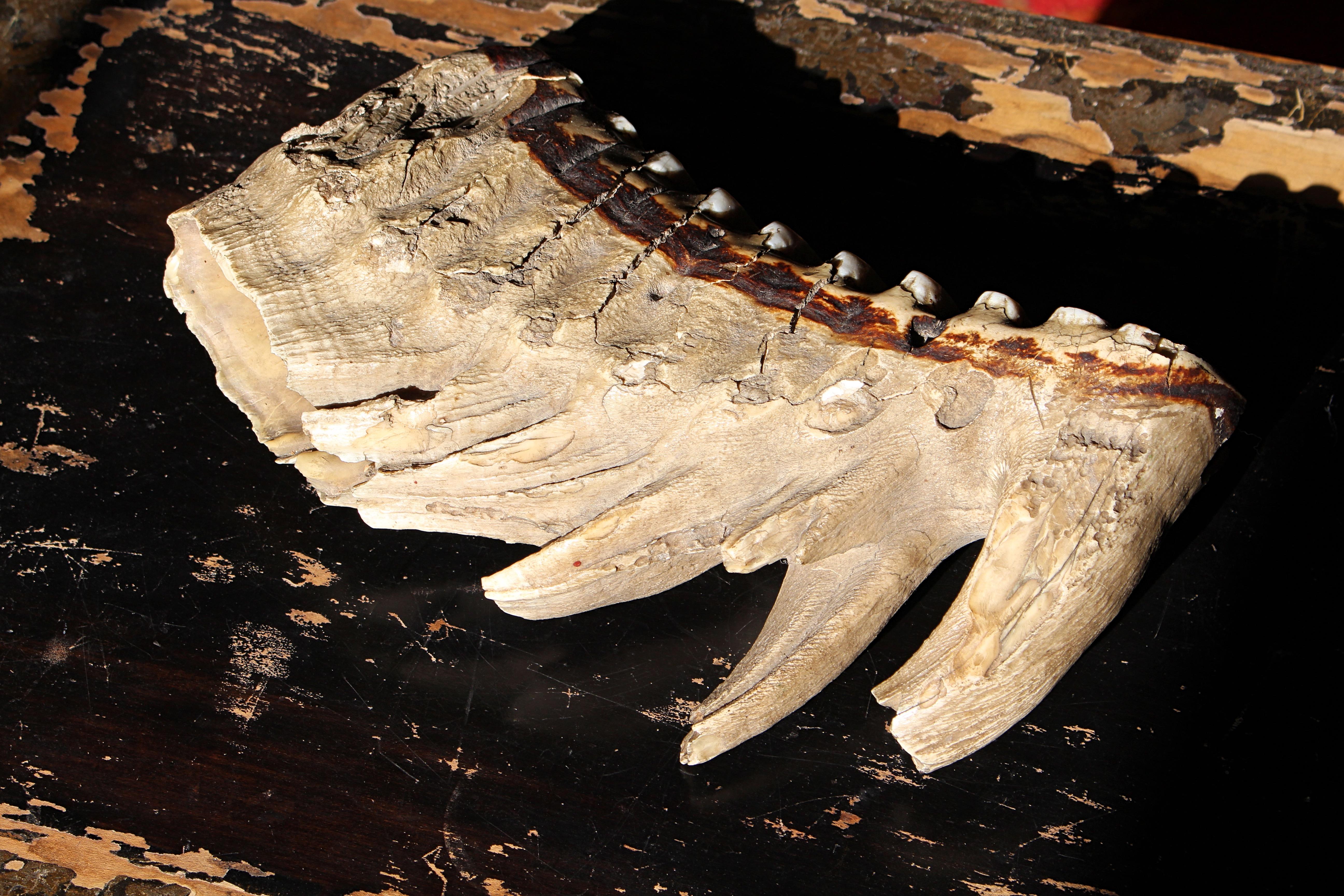Grande mammut lanoso del 19° secolo Mammuthus Primigenius Specimen molare tassidermico in vendita 1