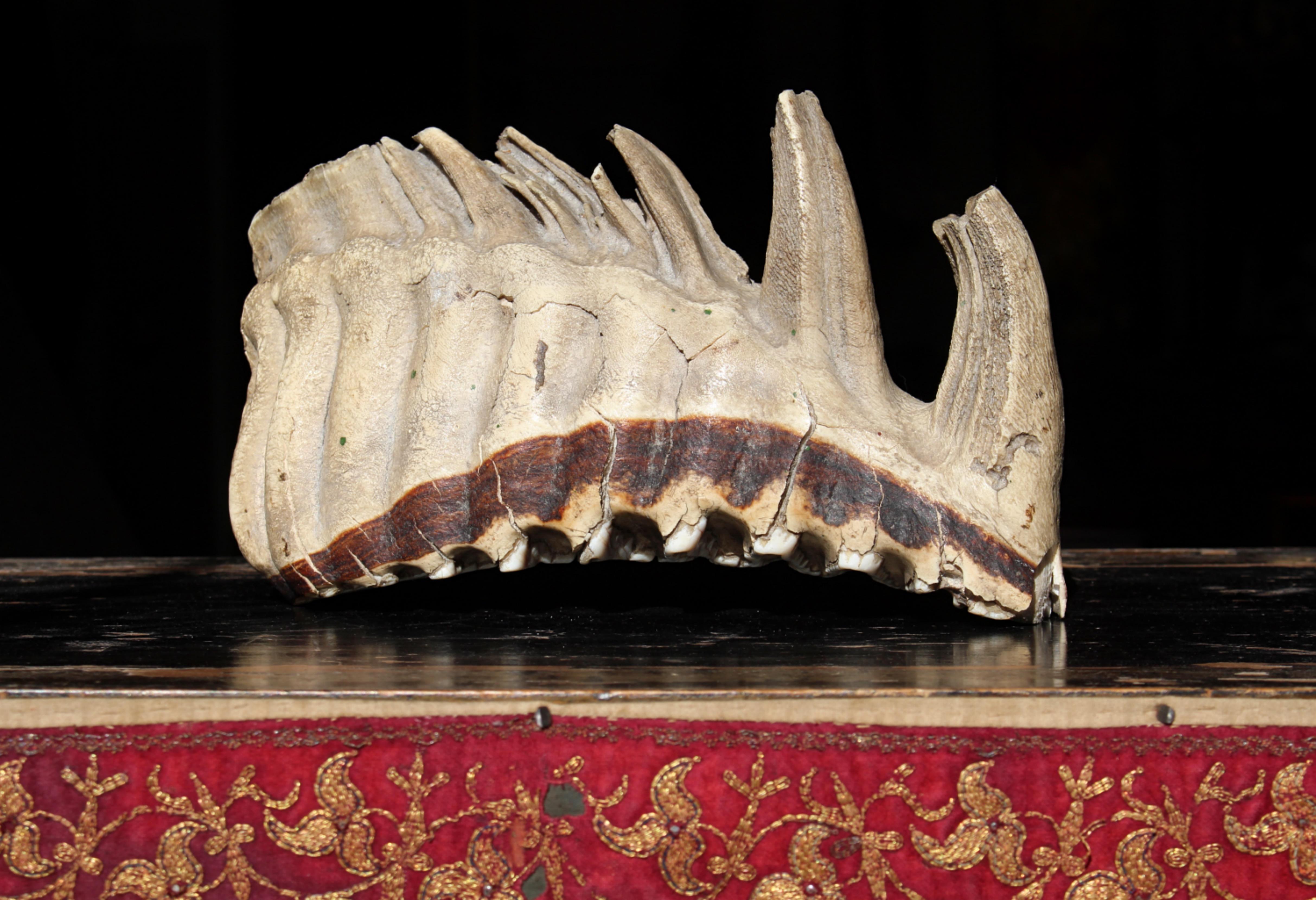 Grande mammut lanoso del 19° secolo Mammuthus Primigenius Specimen molare tassidermico in vendita 2