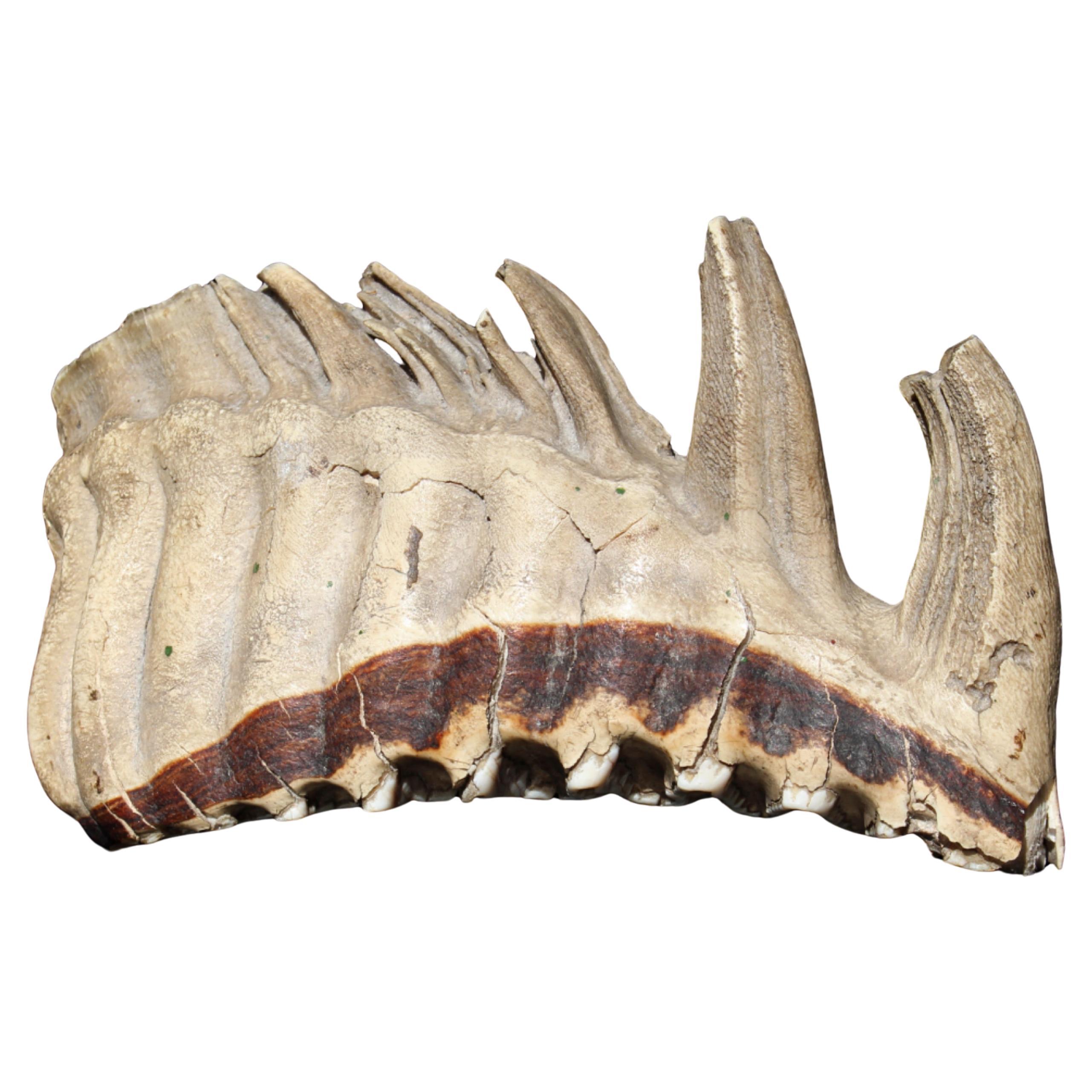 Large 19th C Woolly Mammoth Mammuthus Primigenius Molar Specimen Taxidermy