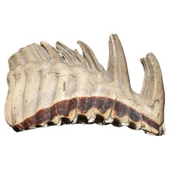 Grande mammut lanoso del 19° secolo Mammuthus Primigenius Specimen molare tassidermico