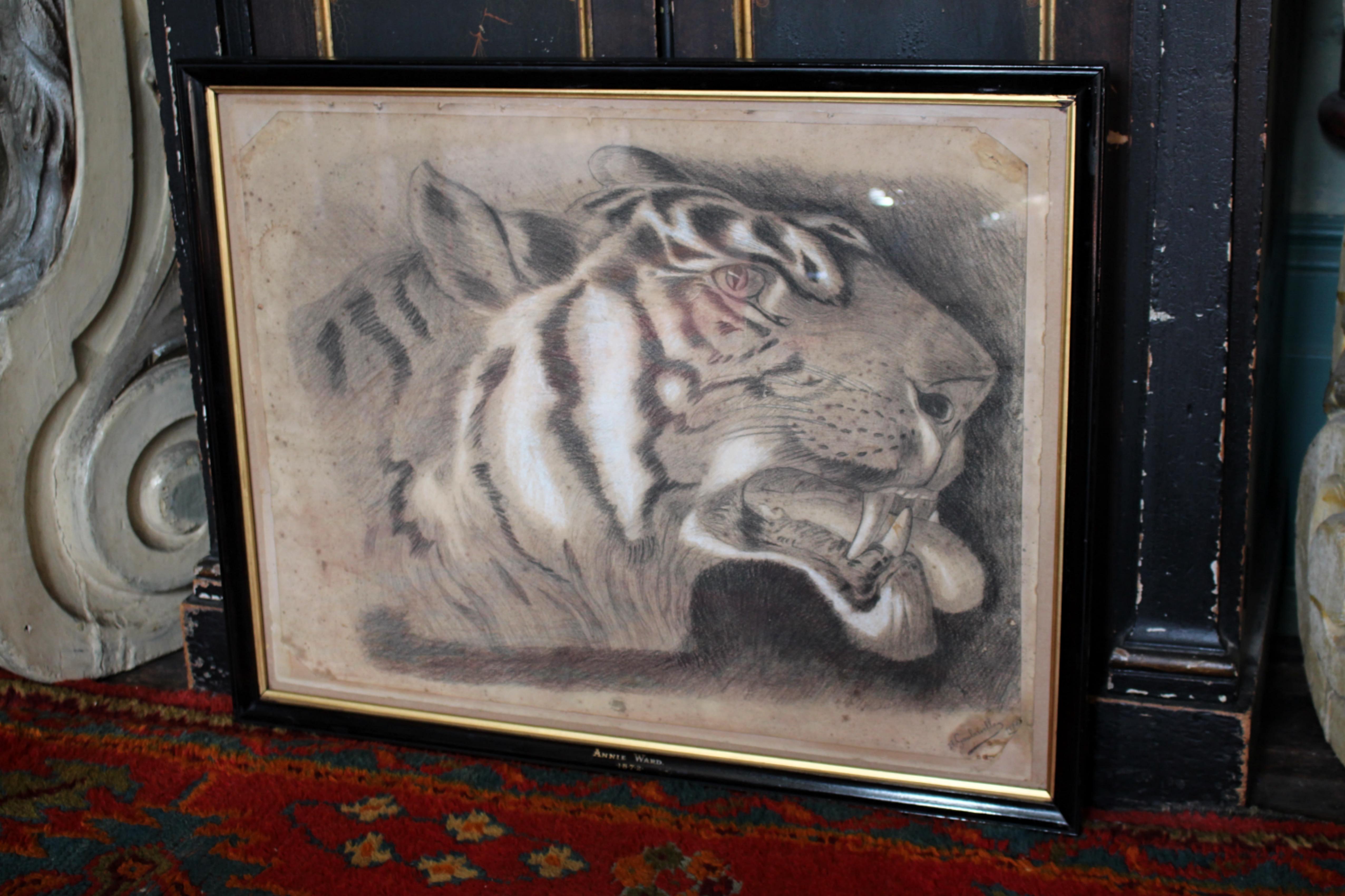 Grande tigre del Bengala a carboncino su carta del XIX secolo, datata 1831, curiosità tassidermica in vendita 6