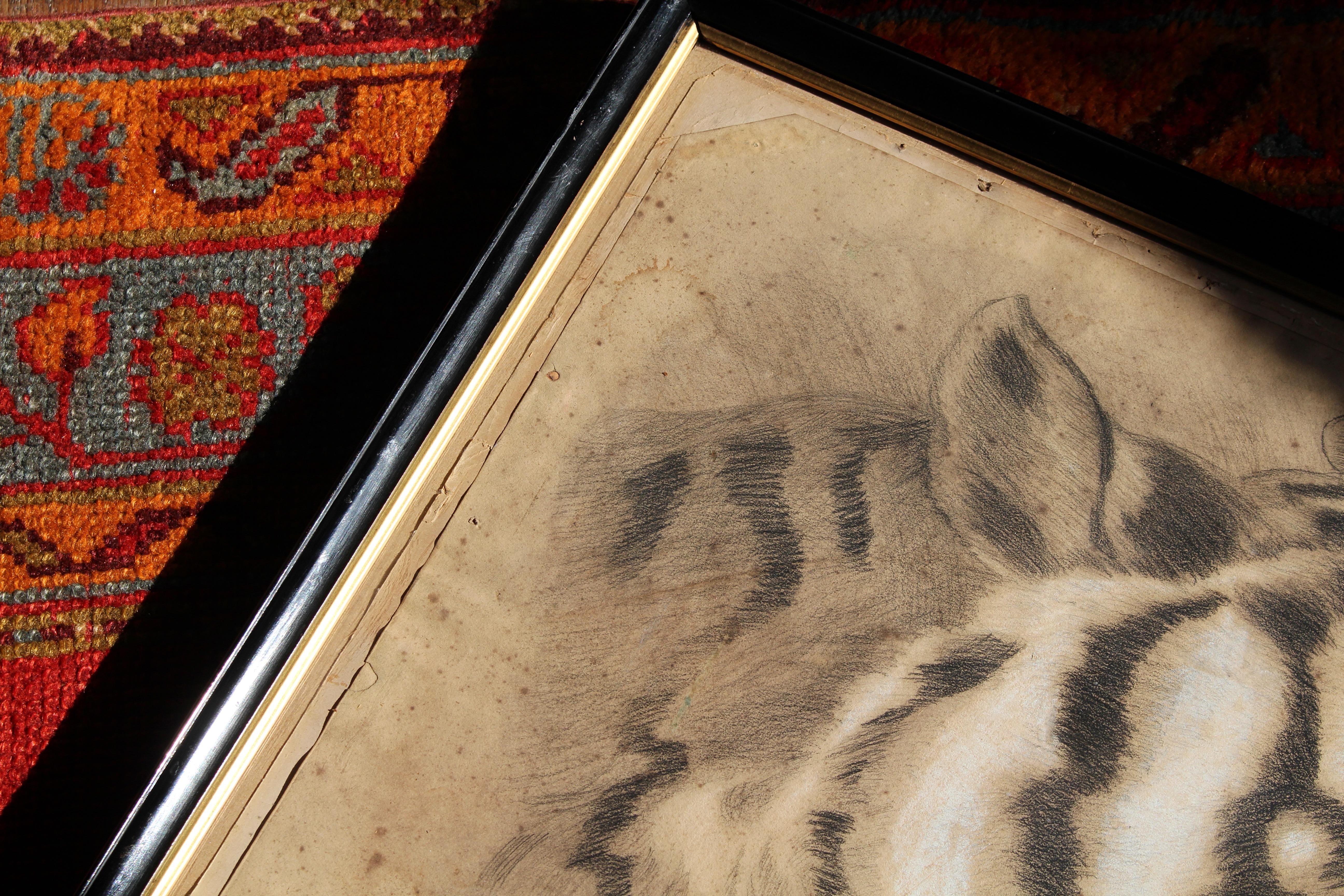 Grande tigre del Bengala a carboncino su carta del XIX secolo, datata 1831, curiosità tassidermica in vendita 3