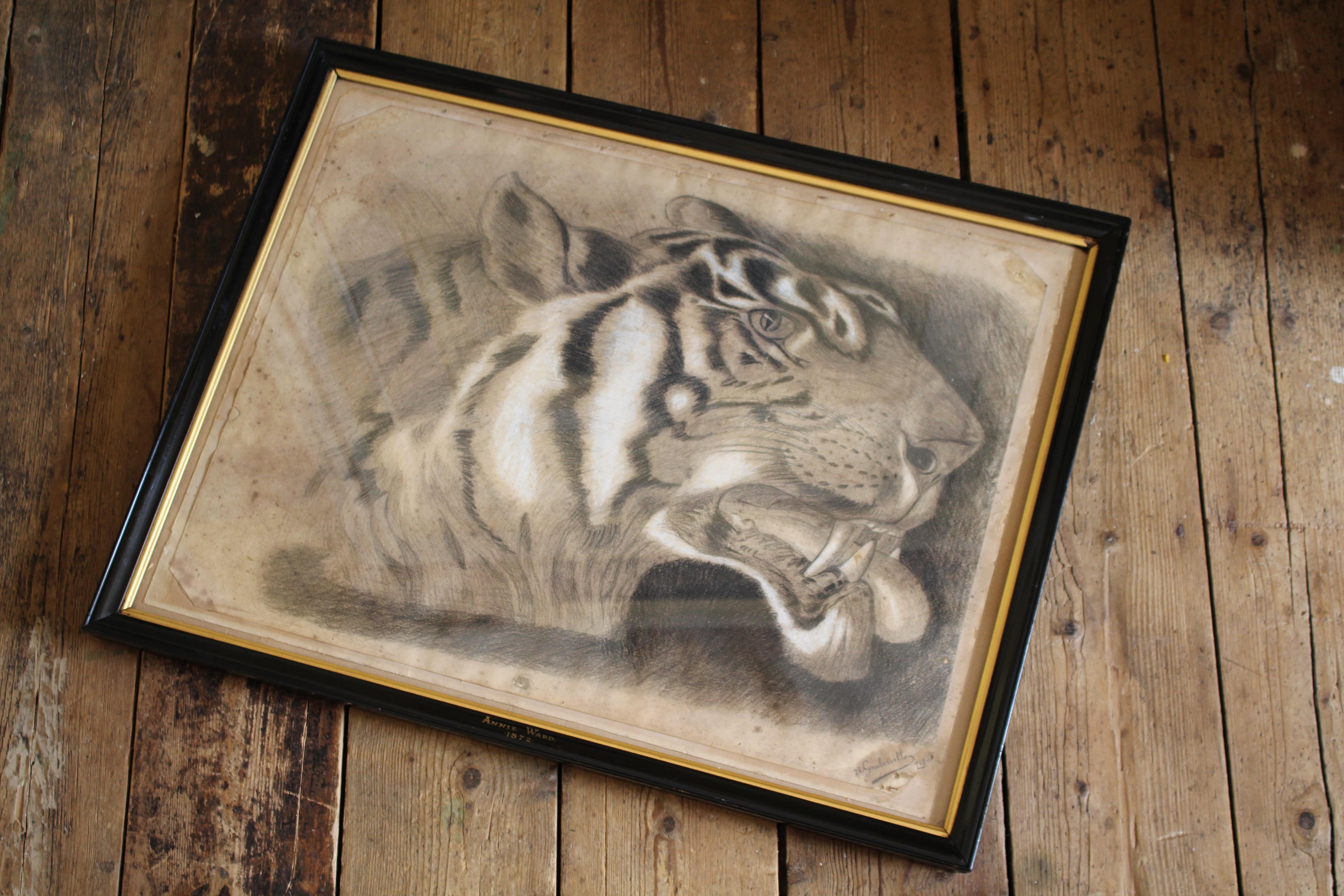 Grande tigre del Bengala a carboncino su carta del XIX secolo, datata 1831, curiosità tassidermica in vendita 4