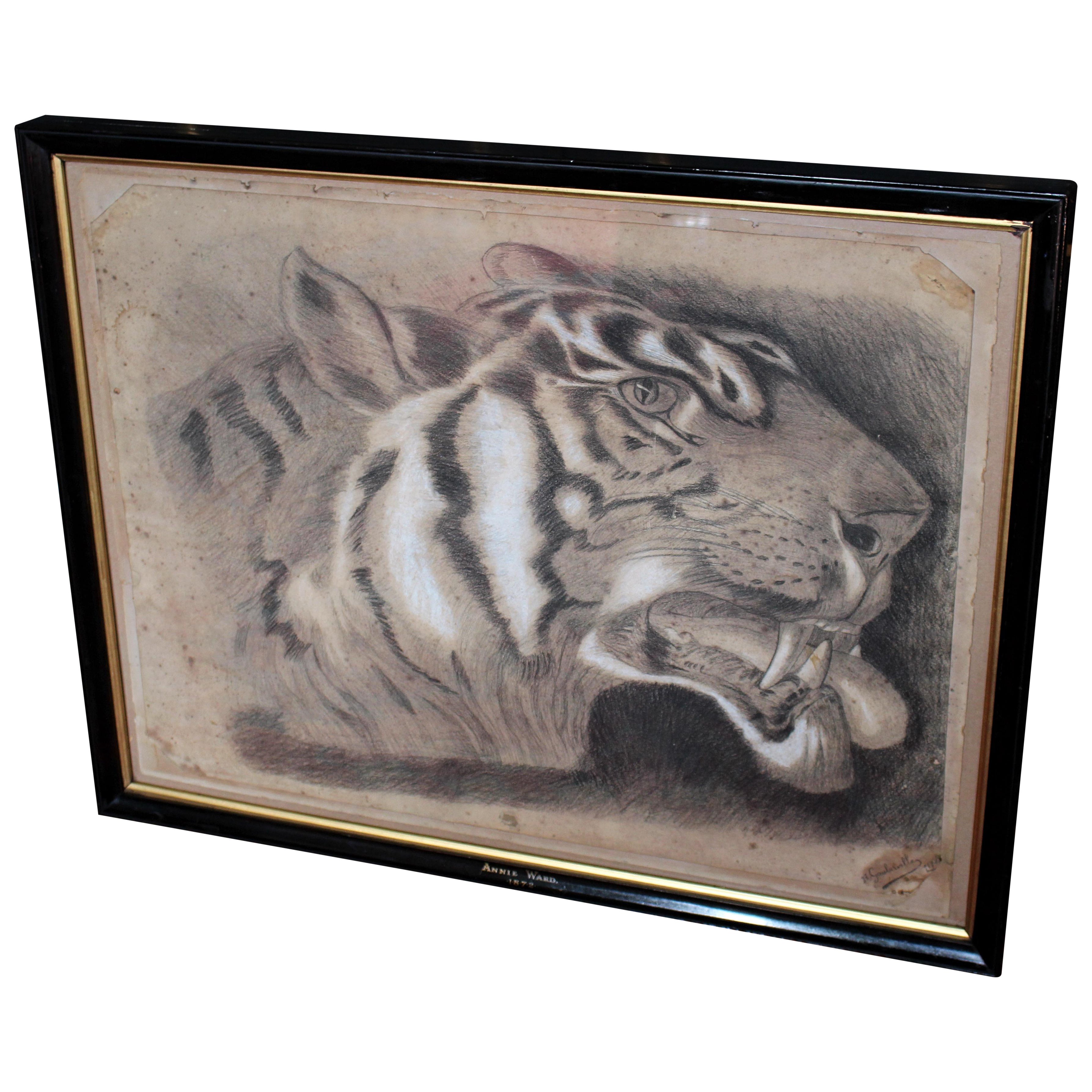 Large 19th Century Charcoal on Paper Bengal Tiger Dated 1831 Curio Taxidermy