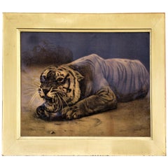 Antique Framed Print of a Tiger
