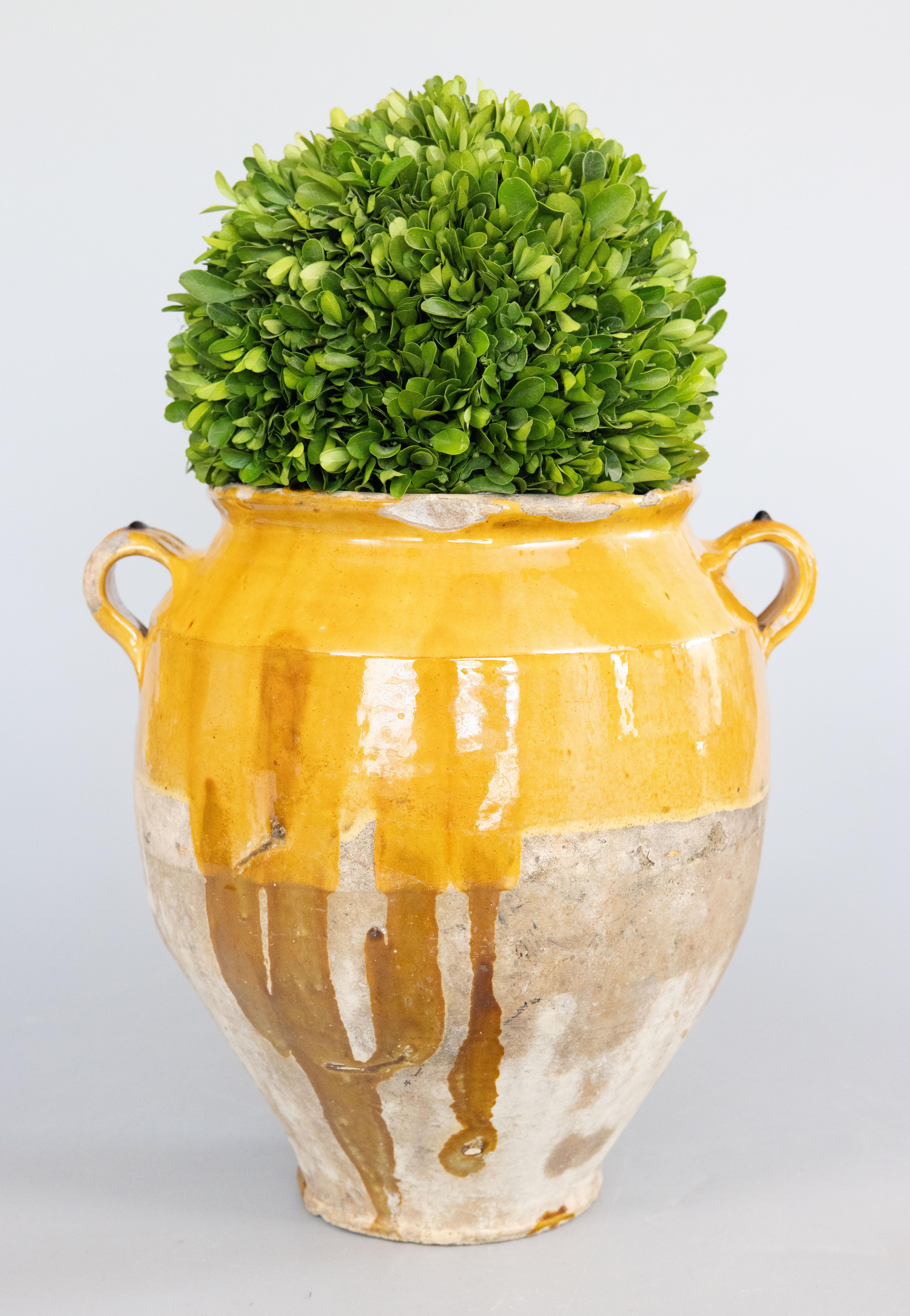 Un beau grand pot à confit français antique du 19ème siècle avec une glaçure jaune moutarde dégoulinante du South Antiques, Castelnaudary. Ce pot ou cette jardinière est jeté à la main avec de charmantes poignées appelées 
