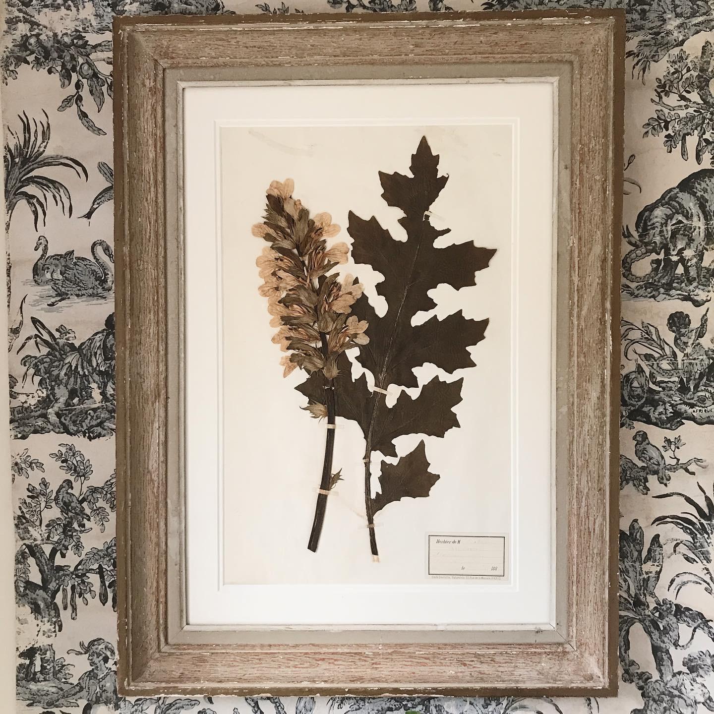 A large framed late 19th century herbarium - a lovely strong example dated 1882 in an antique French painted frame
Expertly double mounted and framed using non reflective glass 
A larger than average example