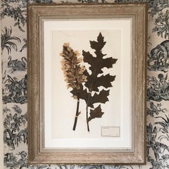 Large 19th Century Herbarium