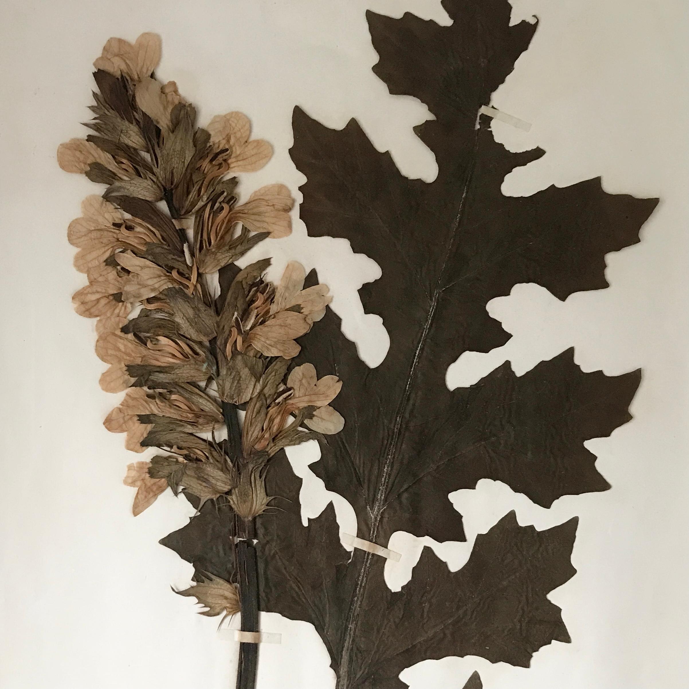 French Large 19th Century Herbarium For Sale