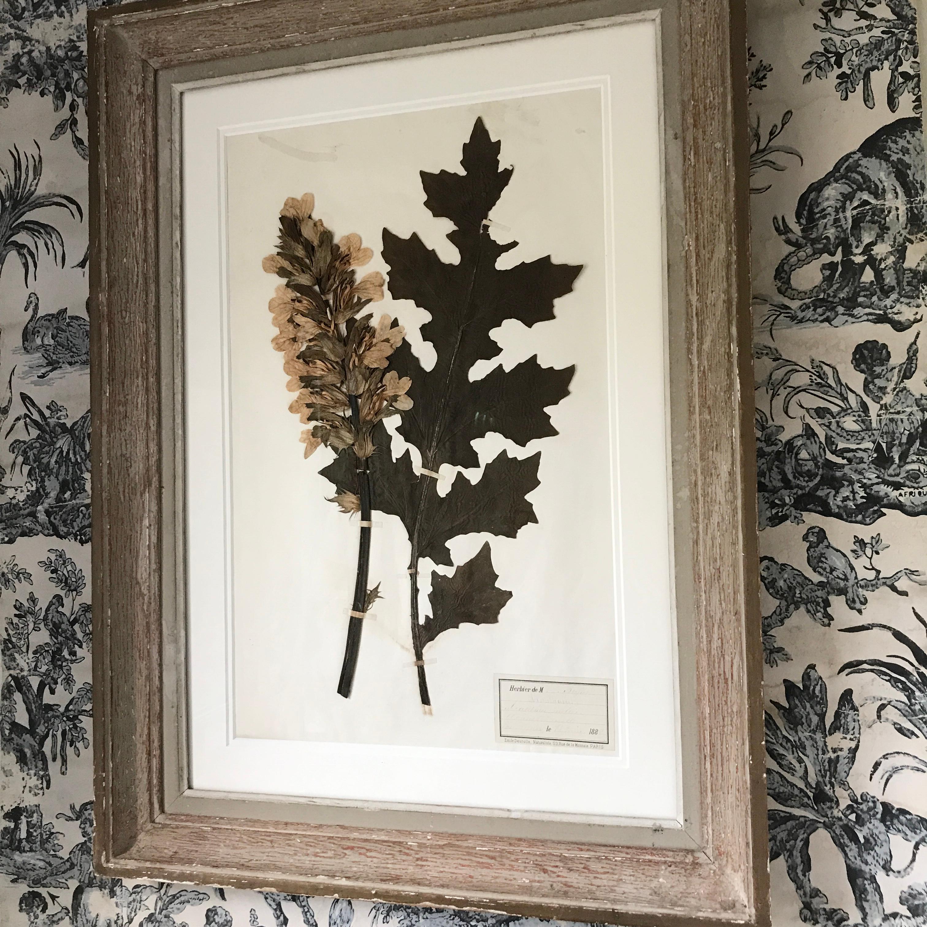 Wood Large 19th Century Herbarium For Sale