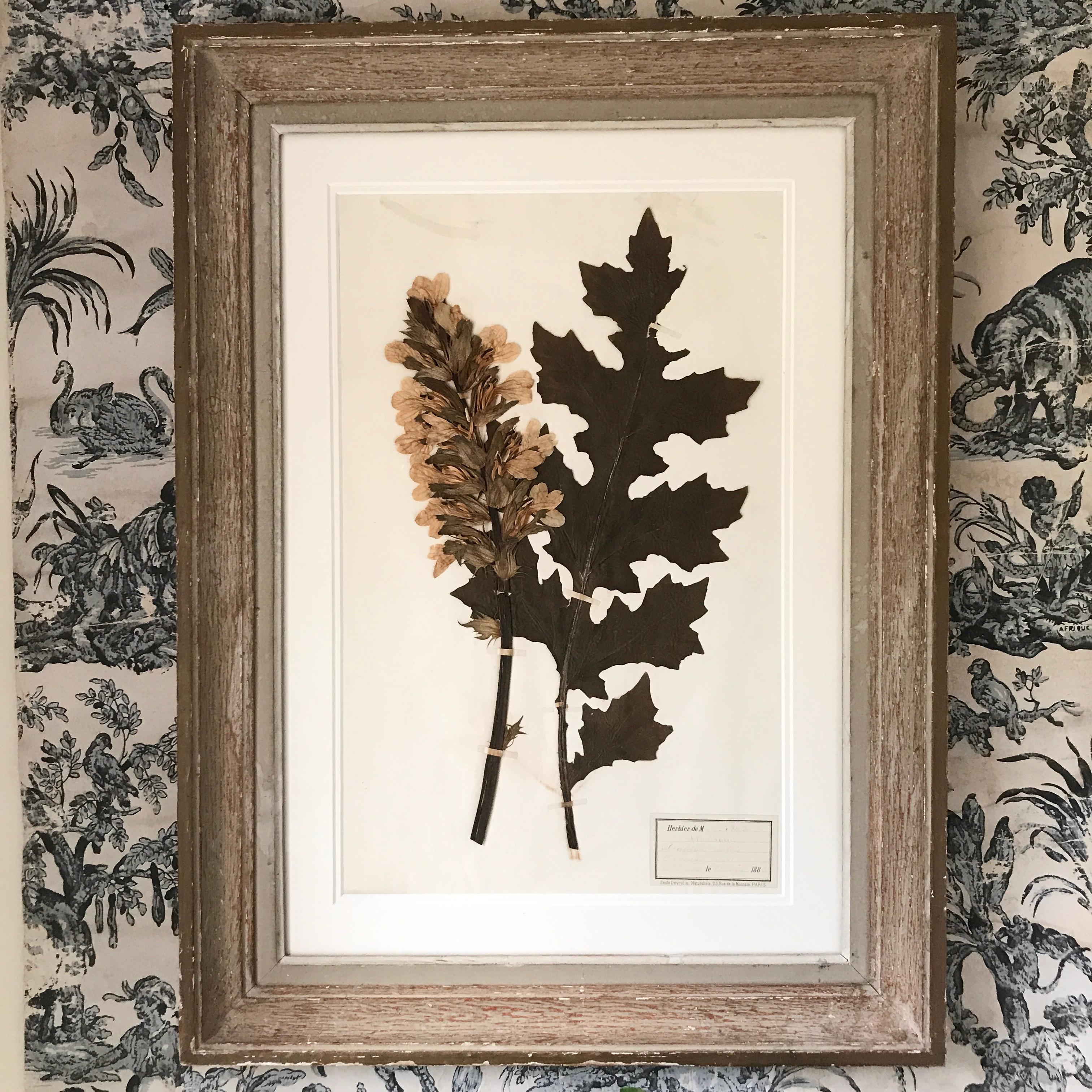 Large 19th Century Herbarium For Sale 1