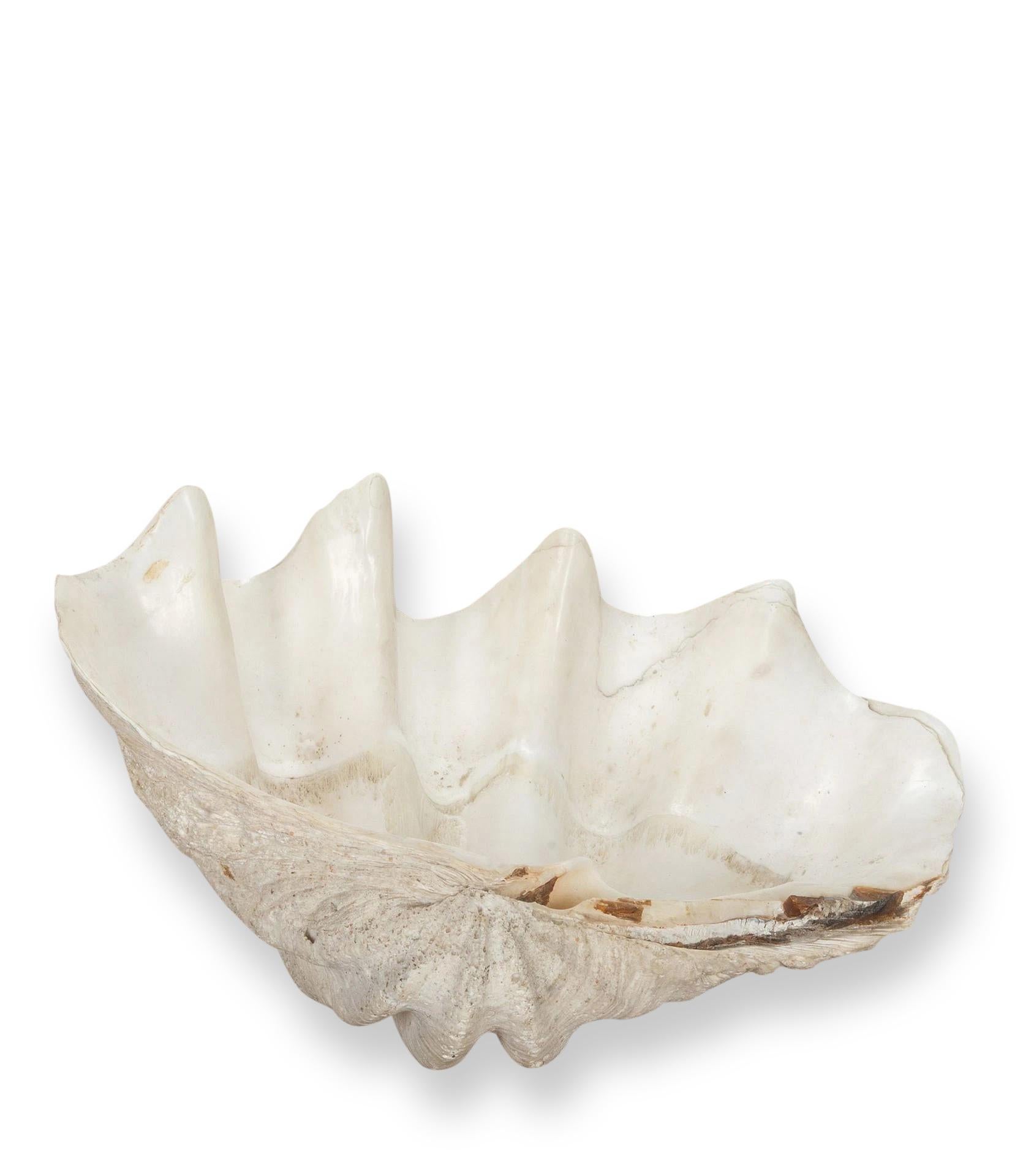 Large 19th Century clam shell, ‘Tridacna Gigas’ from a private collection.

With lovely patination, layering and fossilising. This is a fantastic large example and a wonderful decorative object.


