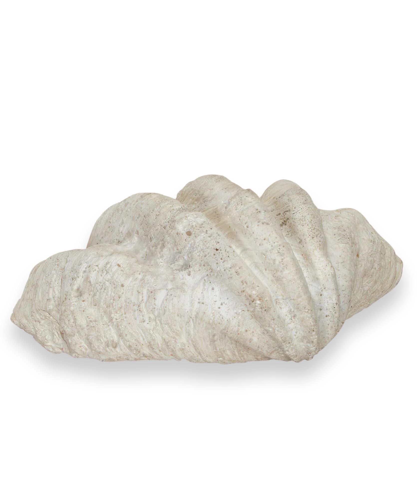 Large 19th Century Indonesian Clam Shell In Good Condition For Sale In Tetbury, Gloucestershire