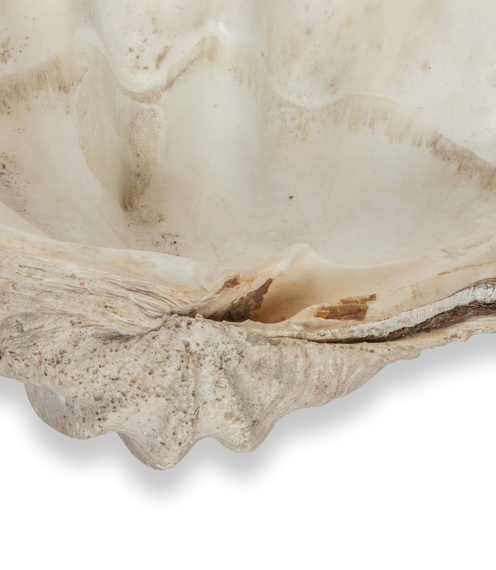 Large 19th Century Indonesian Clam Shell For Sale 1