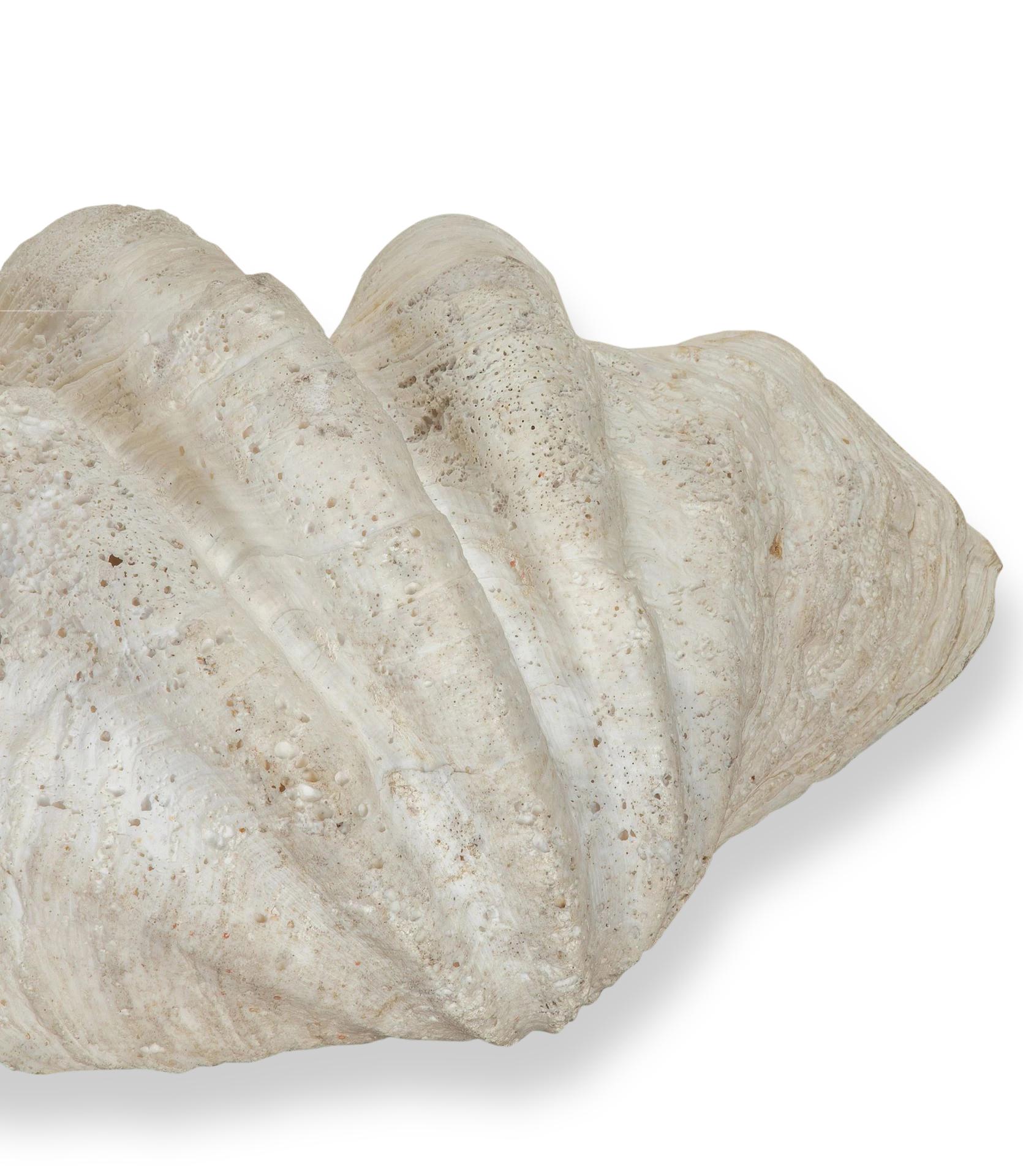 Large 19th Century Indonesian Clam Shell For Sale 2
