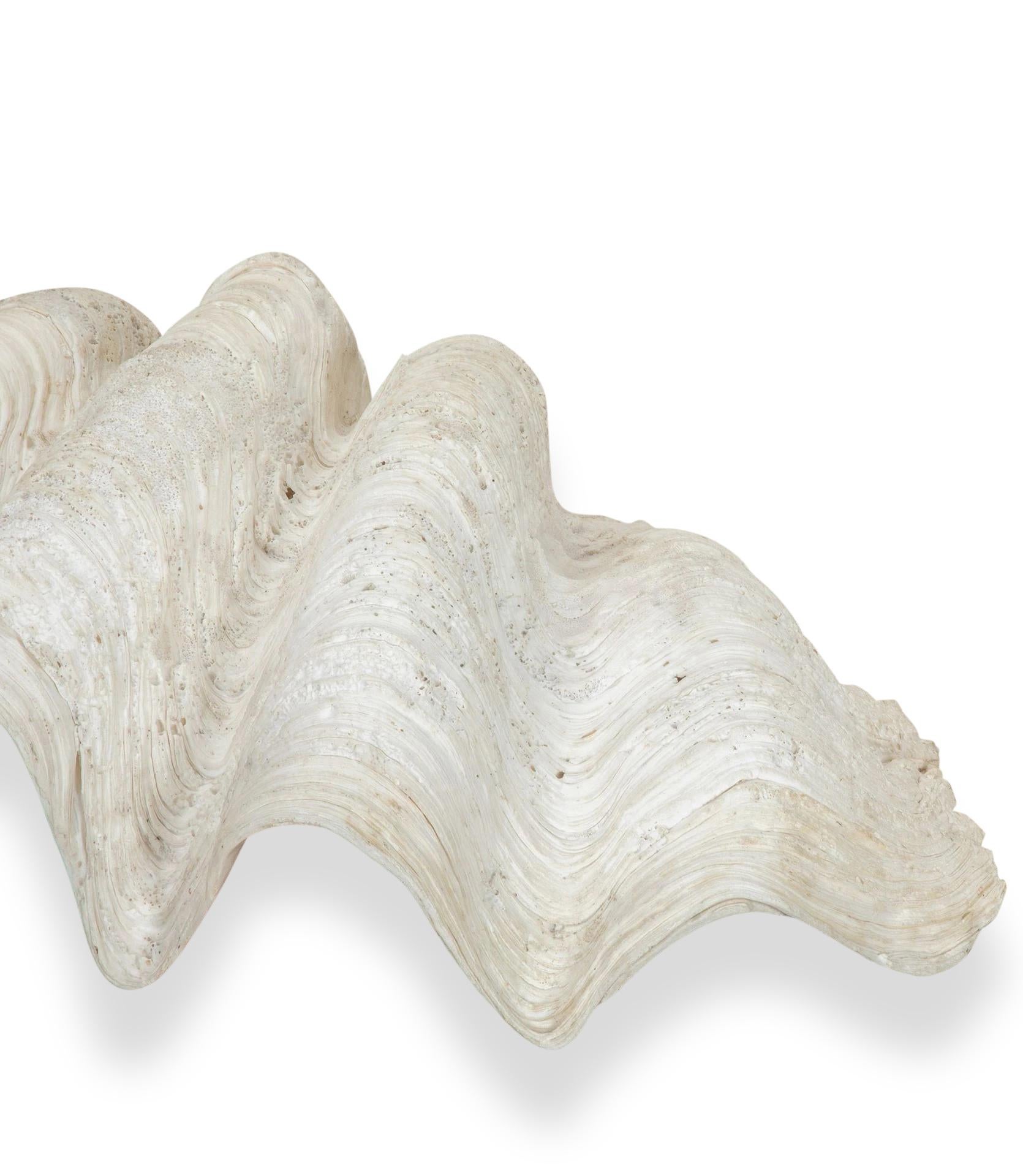Large 19th Century Indonesian Clam Shell For Sale 3