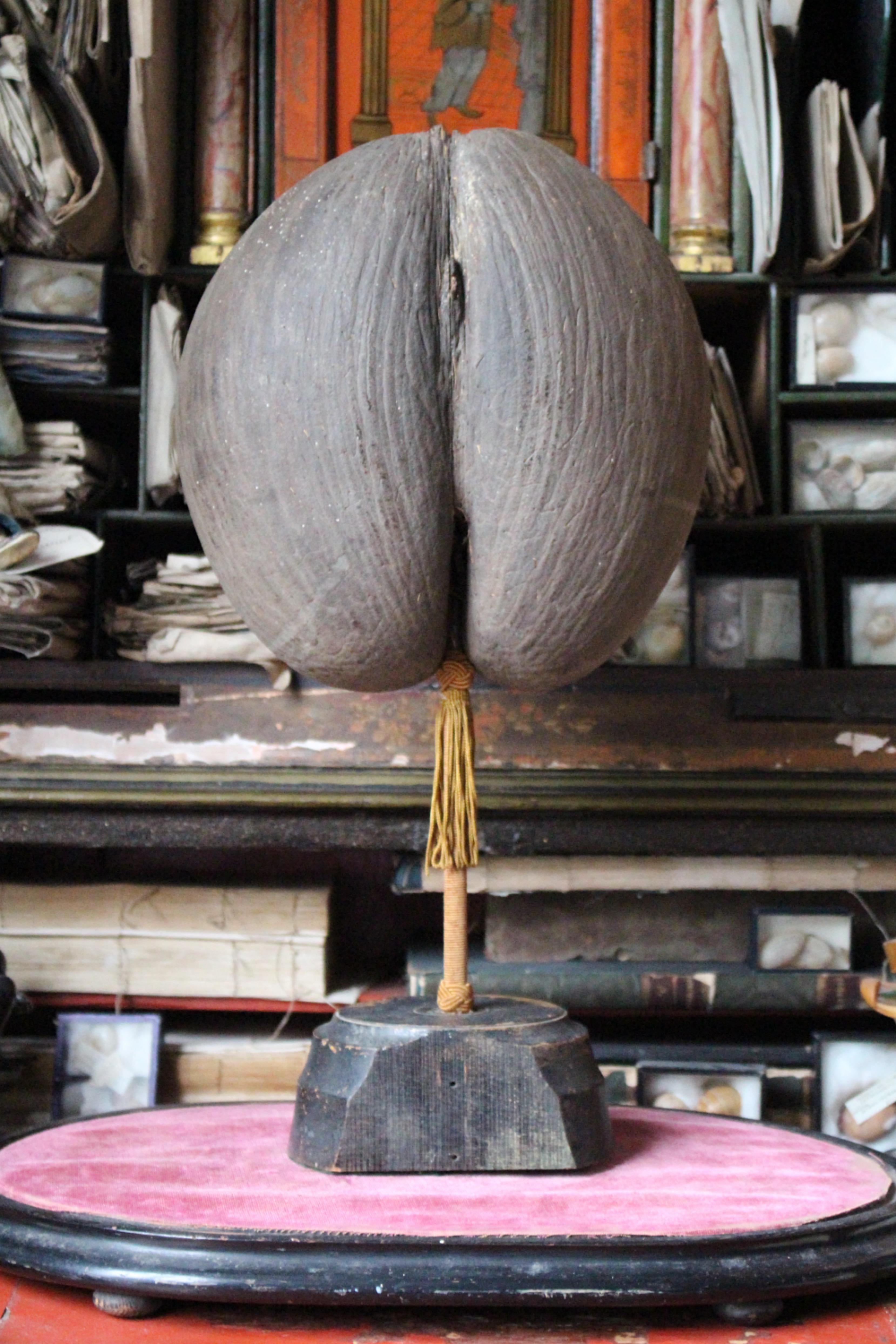 Large 19th Century Mottled  Coco De Mer & Glass Dome Maritime Sailors Curio 5