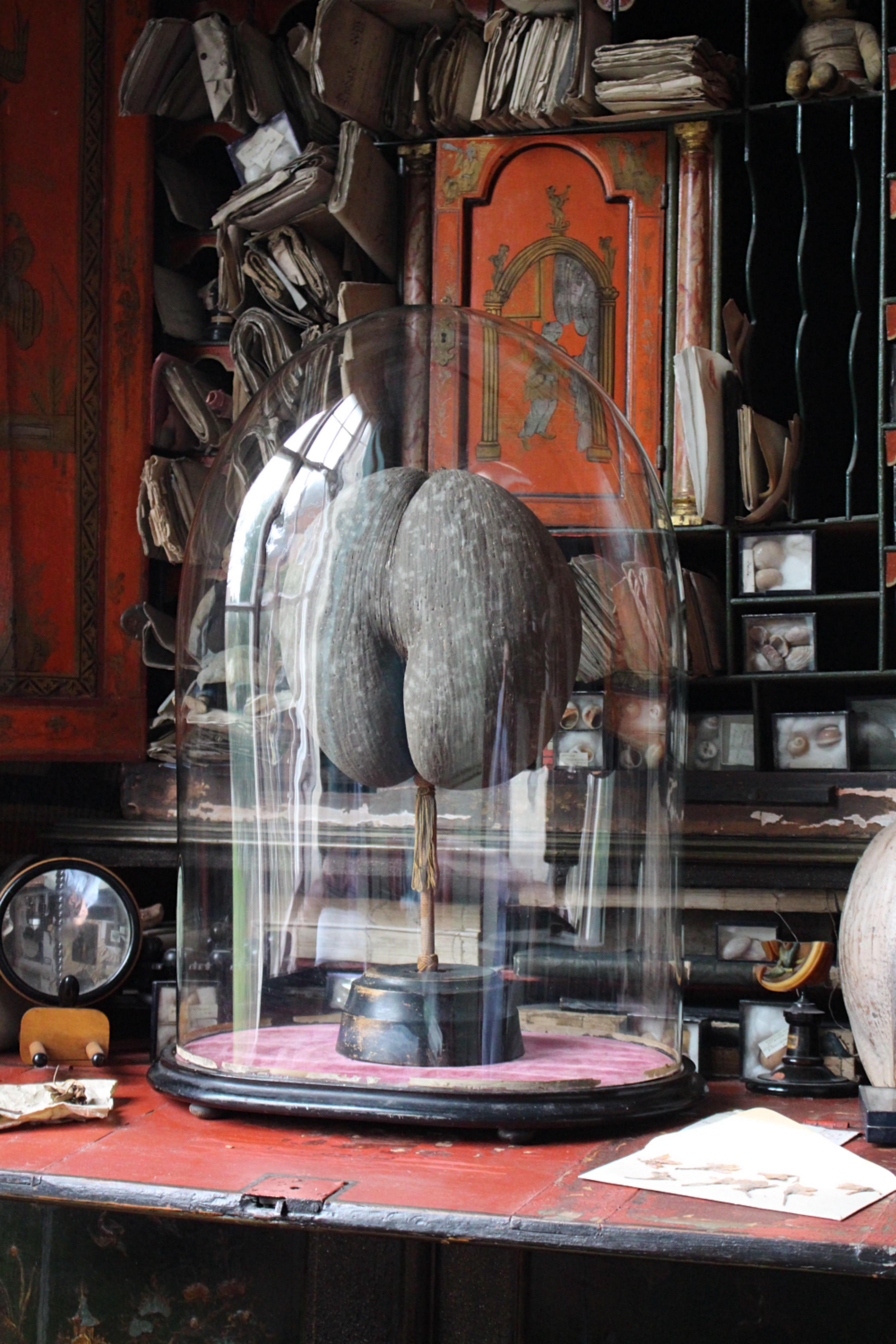 A large late 19th Century Coco De Mer, housed in a period glass display dome.

The Coco De Mer is mounted on an orange threaded and tasseled stem set within a  ebonised base.

The dome is in fantastic condition, and sits on its original faded pink