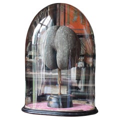 Large 19th Century Mottled  Coco De Mer & Glass Dome Maritime Sailors Curio