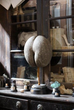 Large 19th Century Mottled Coco De Mer on Stand Maritime Sailors Curio