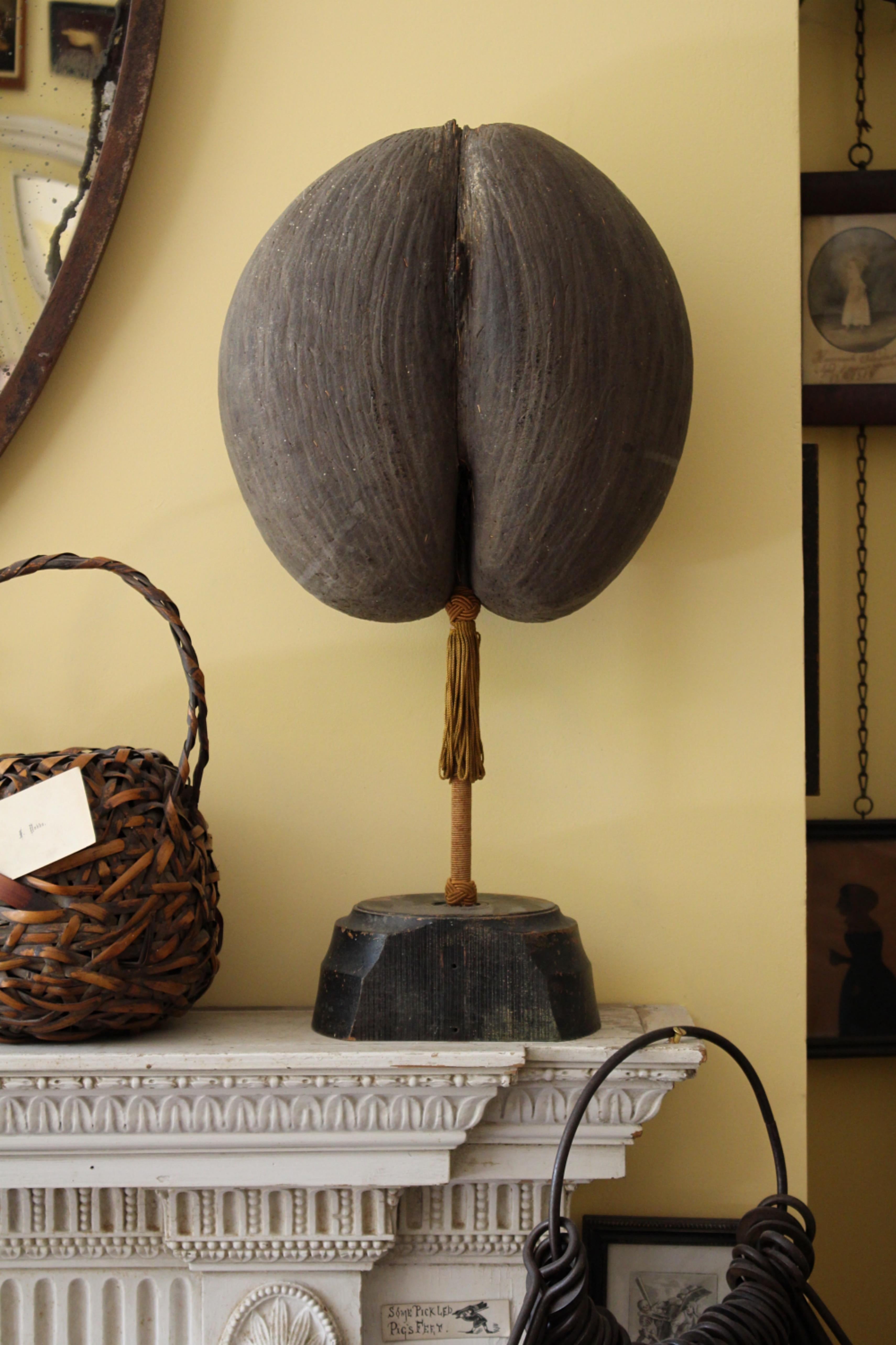 Grand Coco de Mer marbré du 19ème siècle sur Stand Maritime Sailors Curio en vente 1