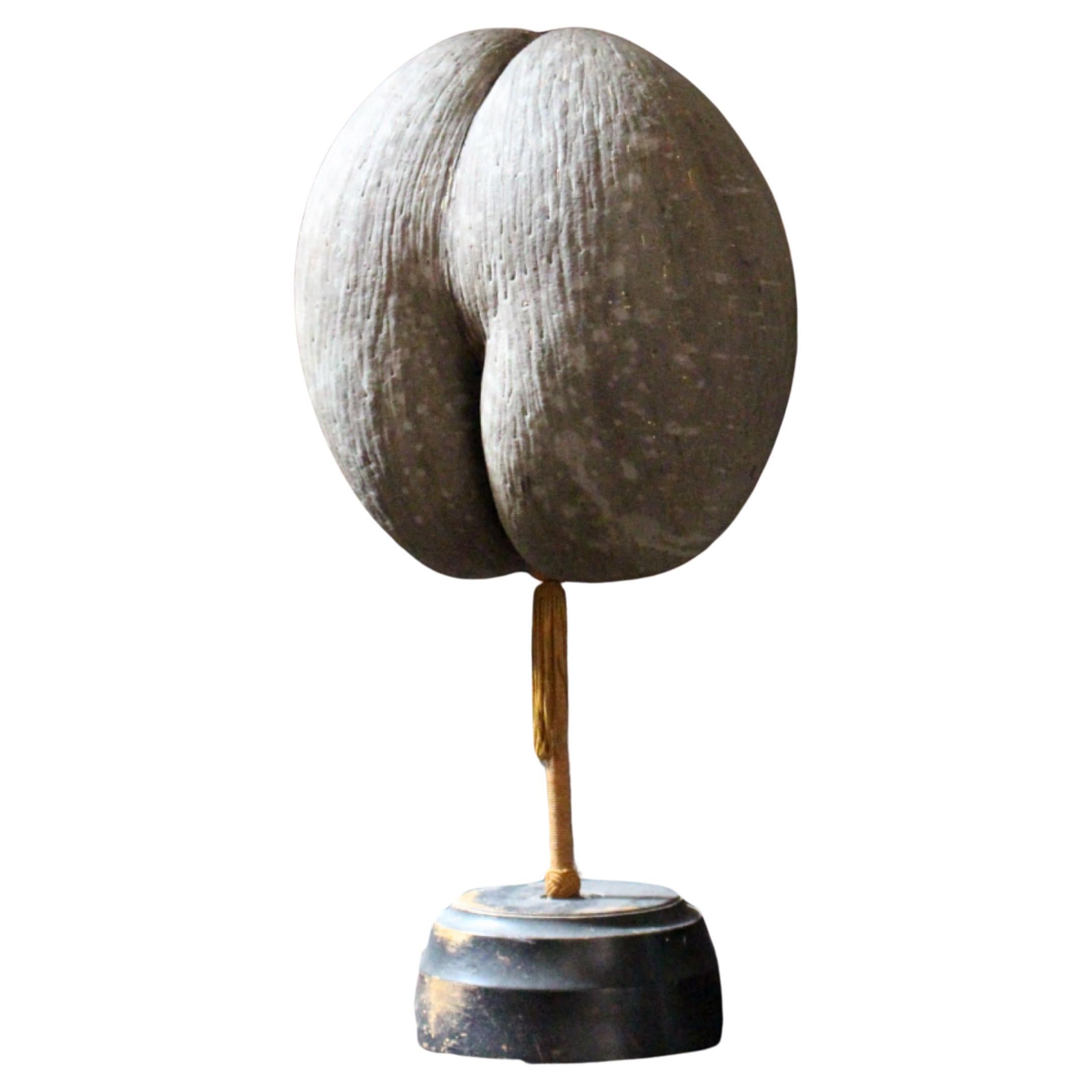 Large 19th Century Mottled Coco De Mer on Stand Maritime Sailors Curio