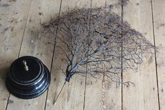 Large 19th Century Sea Fan Brass & Ebonised Base Taxidermy Desk Curio