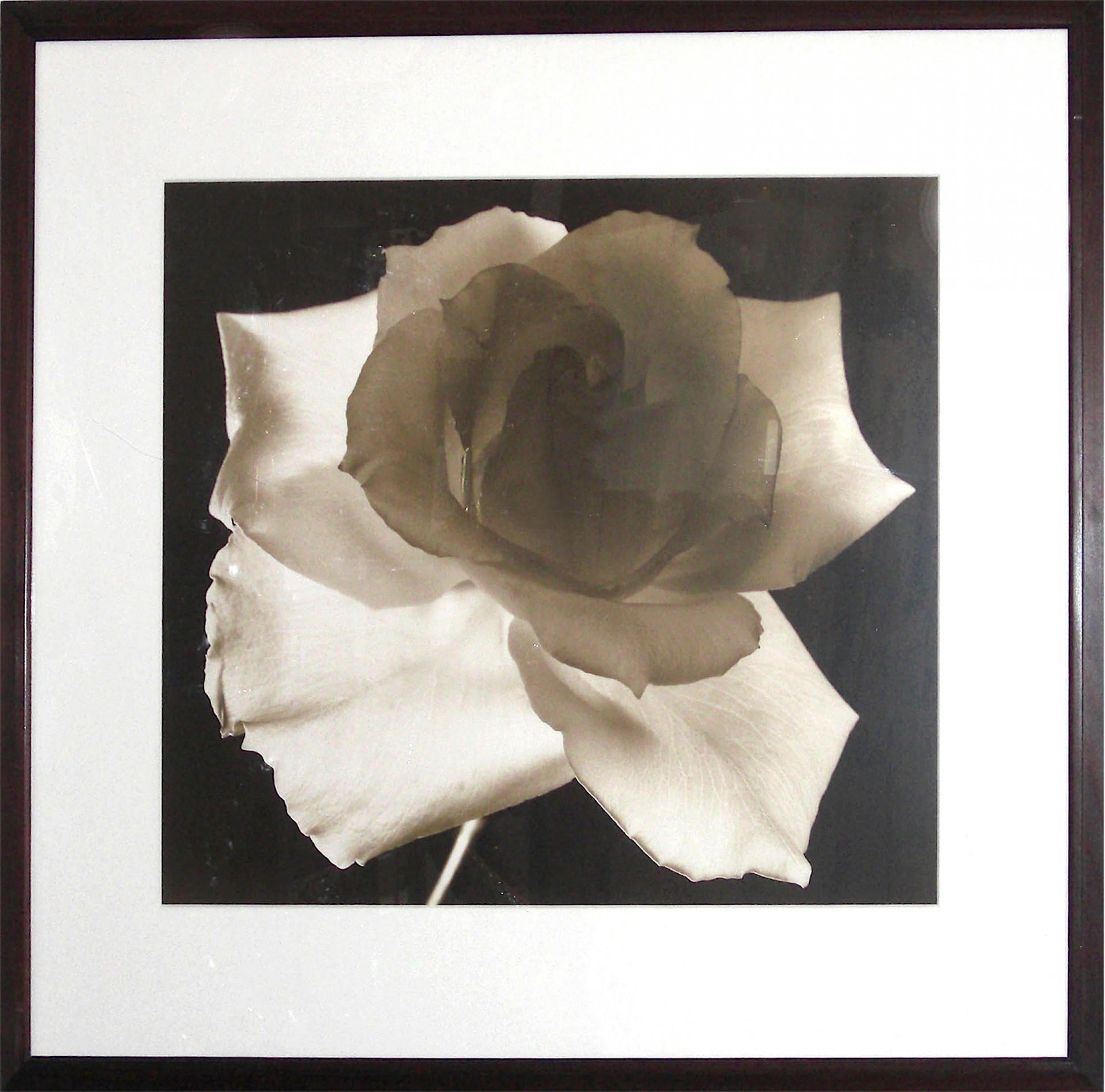 Agrandissement encadré en gélatine argentique à tonalité sépia représentant une rose en fleur. La photographie a été prise par l'artiste américain Frederic Ohringer (né en 1940), intitulée 