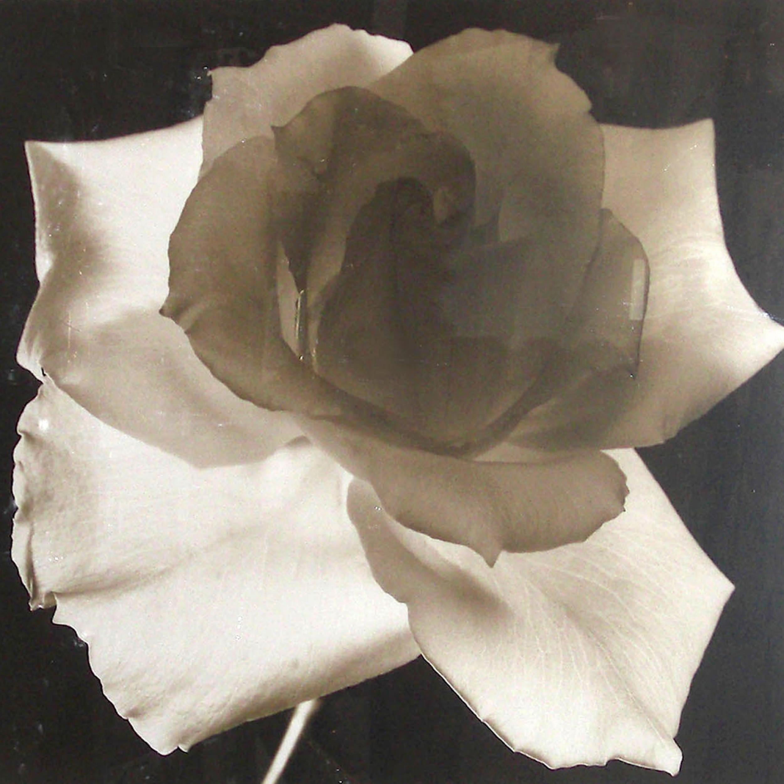 Large 20th c. Floral Photographic Print by Frederic Ohringer In Excellent Condition For Sale In New York, NY