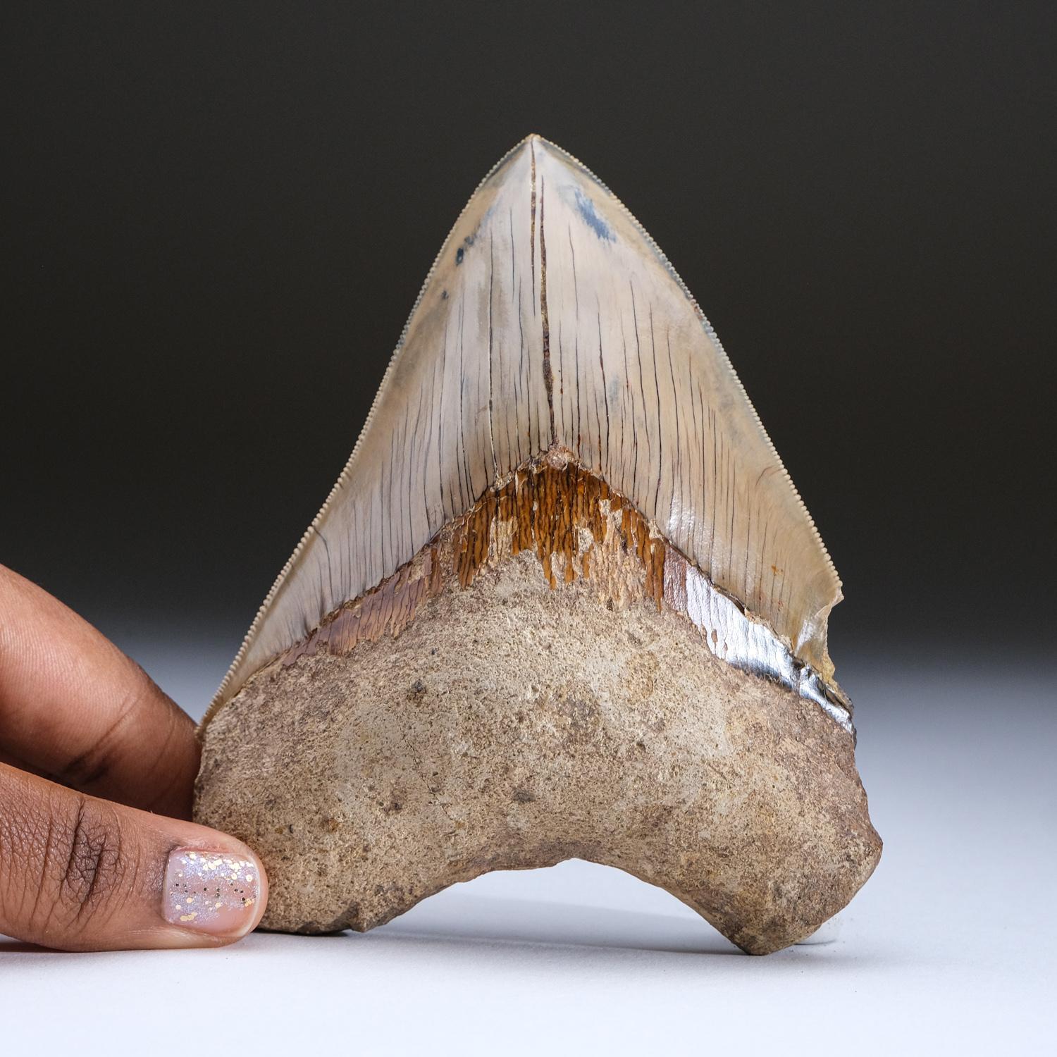 Megalodon was a prehistoric shark that may have been 50 feet long or more, two or three times as long as the Great White Shark! Just like modern sharks, this prehistoric predator did not have any bones to leave in the fossil record, except for their